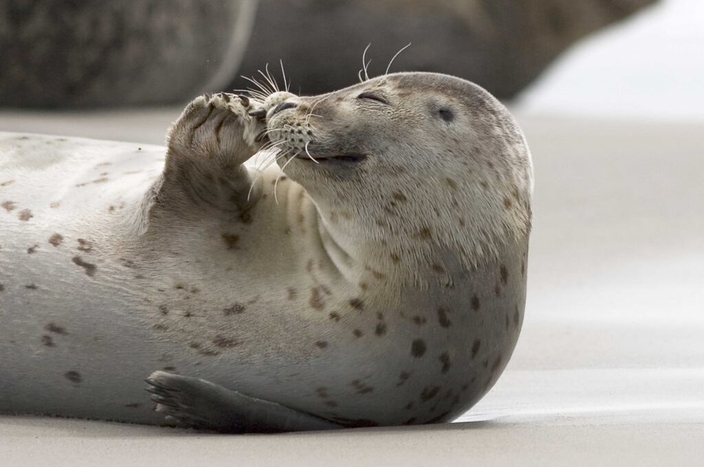 Eine Robbe liegt entspannt auf dem Sand und putzt ihr Fell mit den Vorderpfoten.