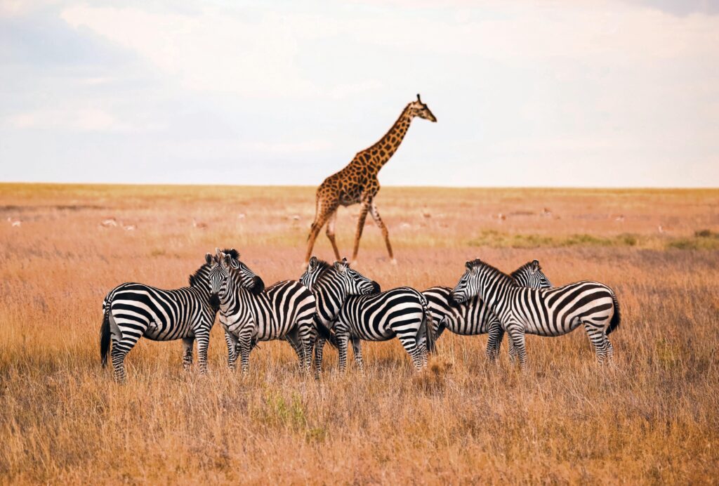 Eine Gruppe von Zebras steht in der Savanne, während eine Giraffe im Hintergrund steht.