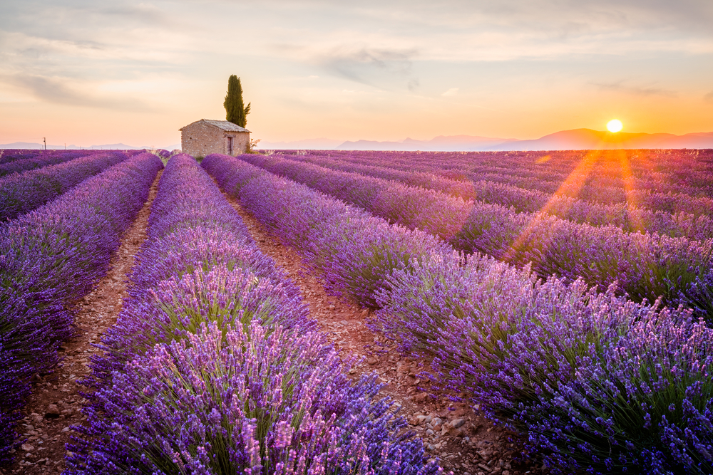 Lavendelfeld in der Provence mit Sonnenuntergang und einem kleinen Steinhaus im Hintergrund.