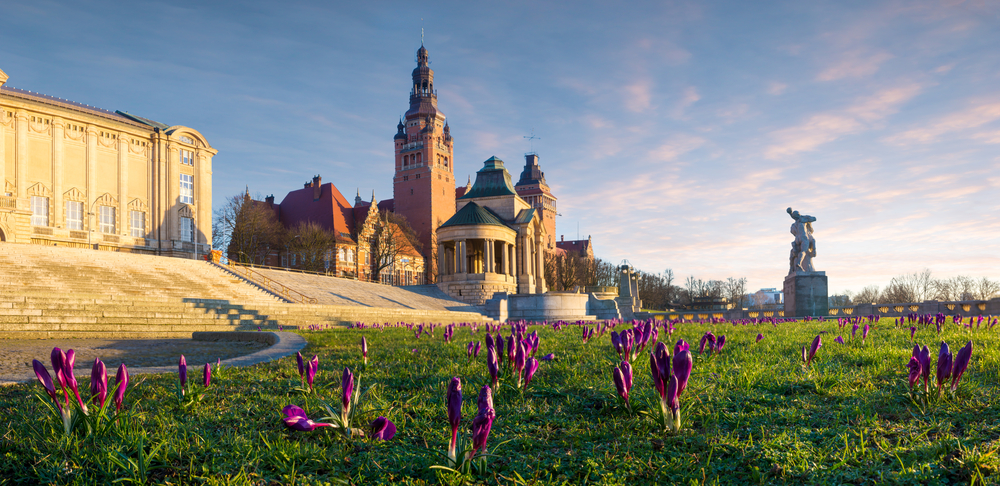 Blühende Krokusse auf einer Wiese in Stettin, mit historischen Gebäuden im Hintergrund.