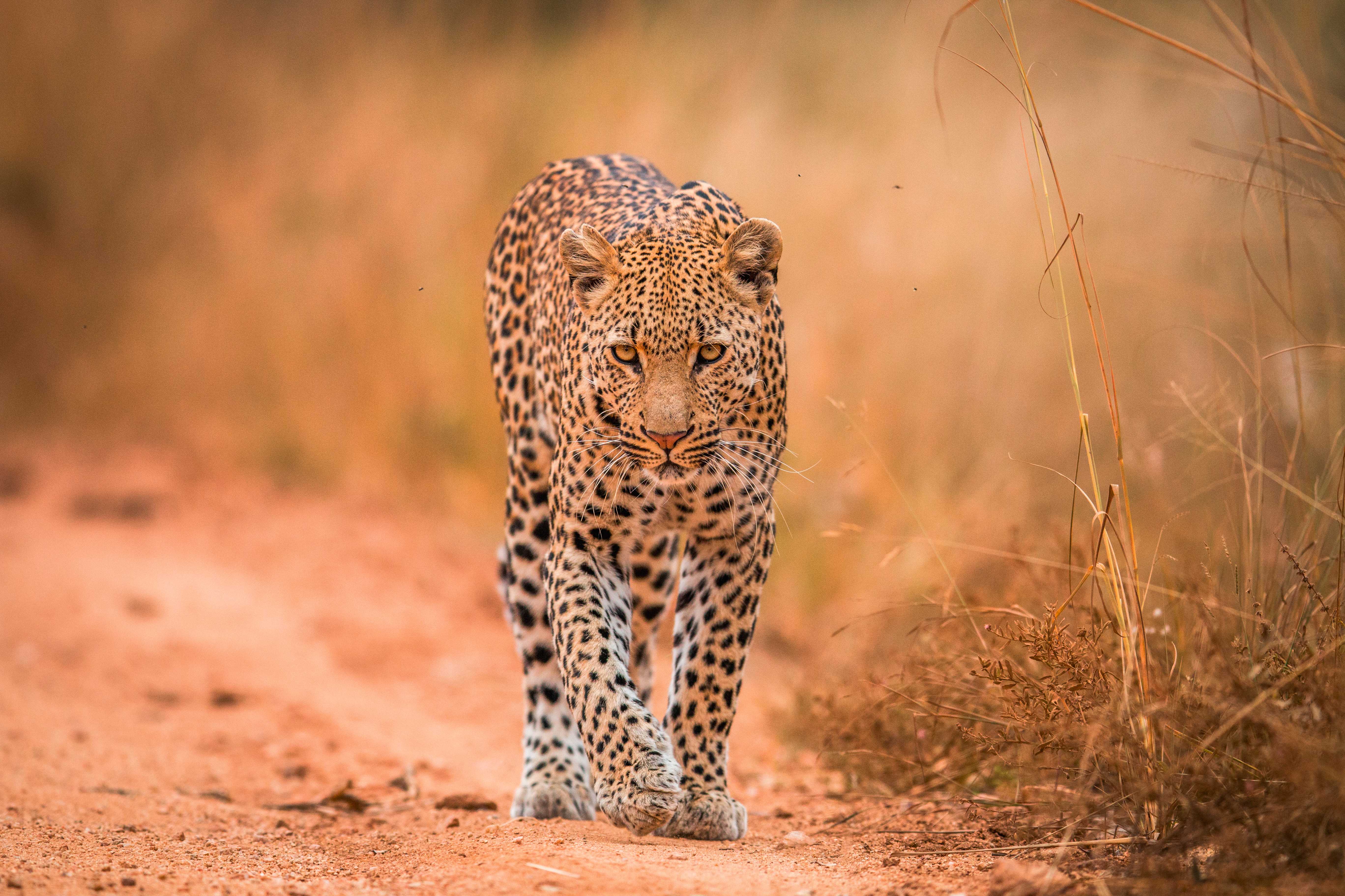 Ein Leopard mit geflecktem Fell, der auf einem Pfad in der Natur läuft.