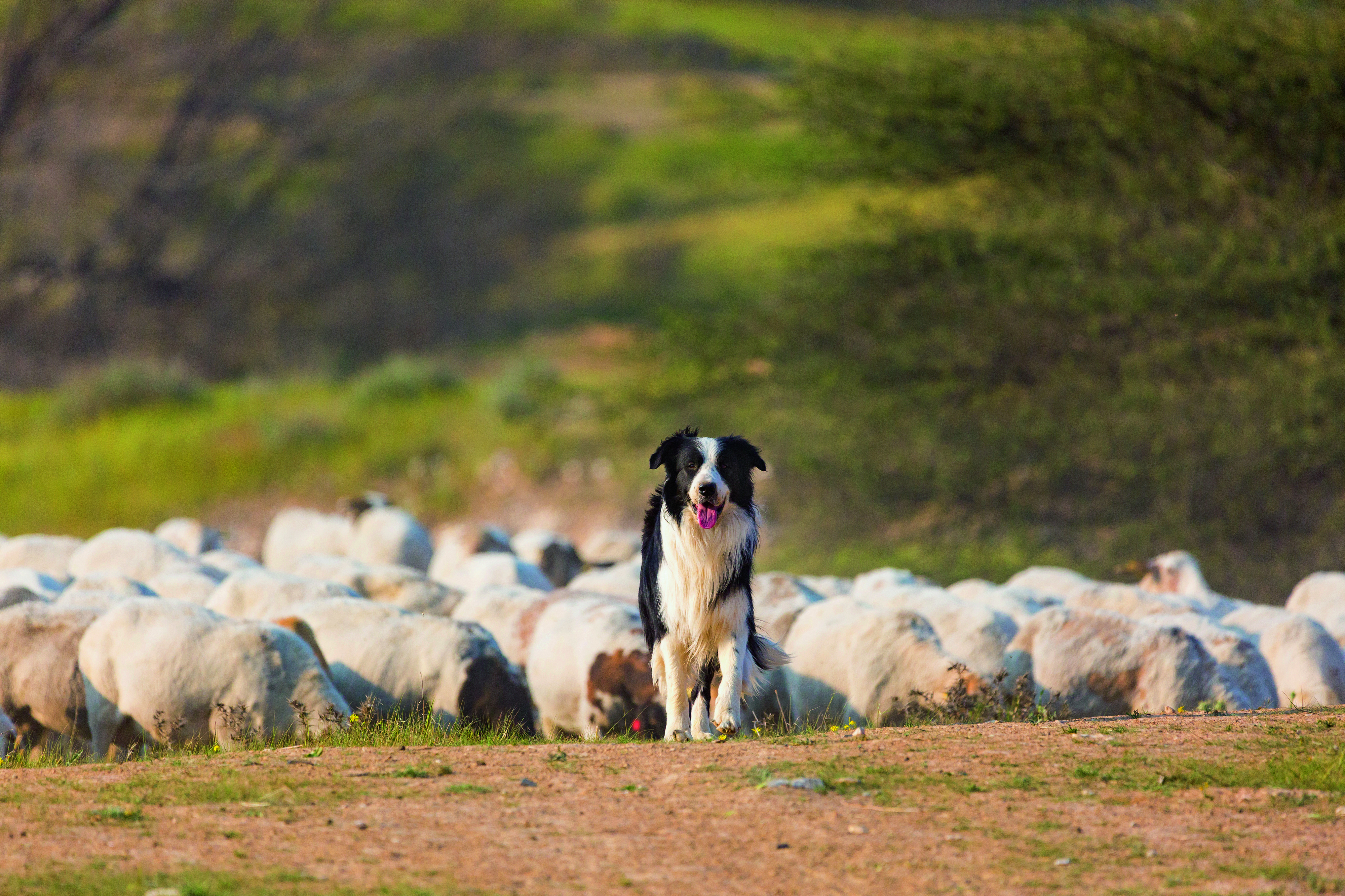 Ein Border Collie steht vor einer Schafherde auf einer Wiese, während die Schafe im Hintergrund grasen.