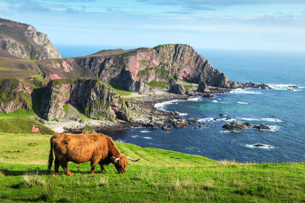Eine Highland-Rindvieh weidet auf einer grünen Wiese mit Blick auf die Küste der Isle of Mull in Schottland.
