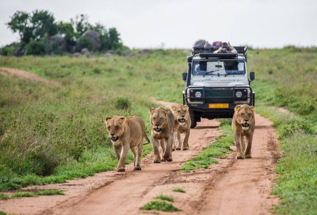 Vier Löwen gehen auf einem Weg in der Nähe eines Safari-Jeeps in Afrika.