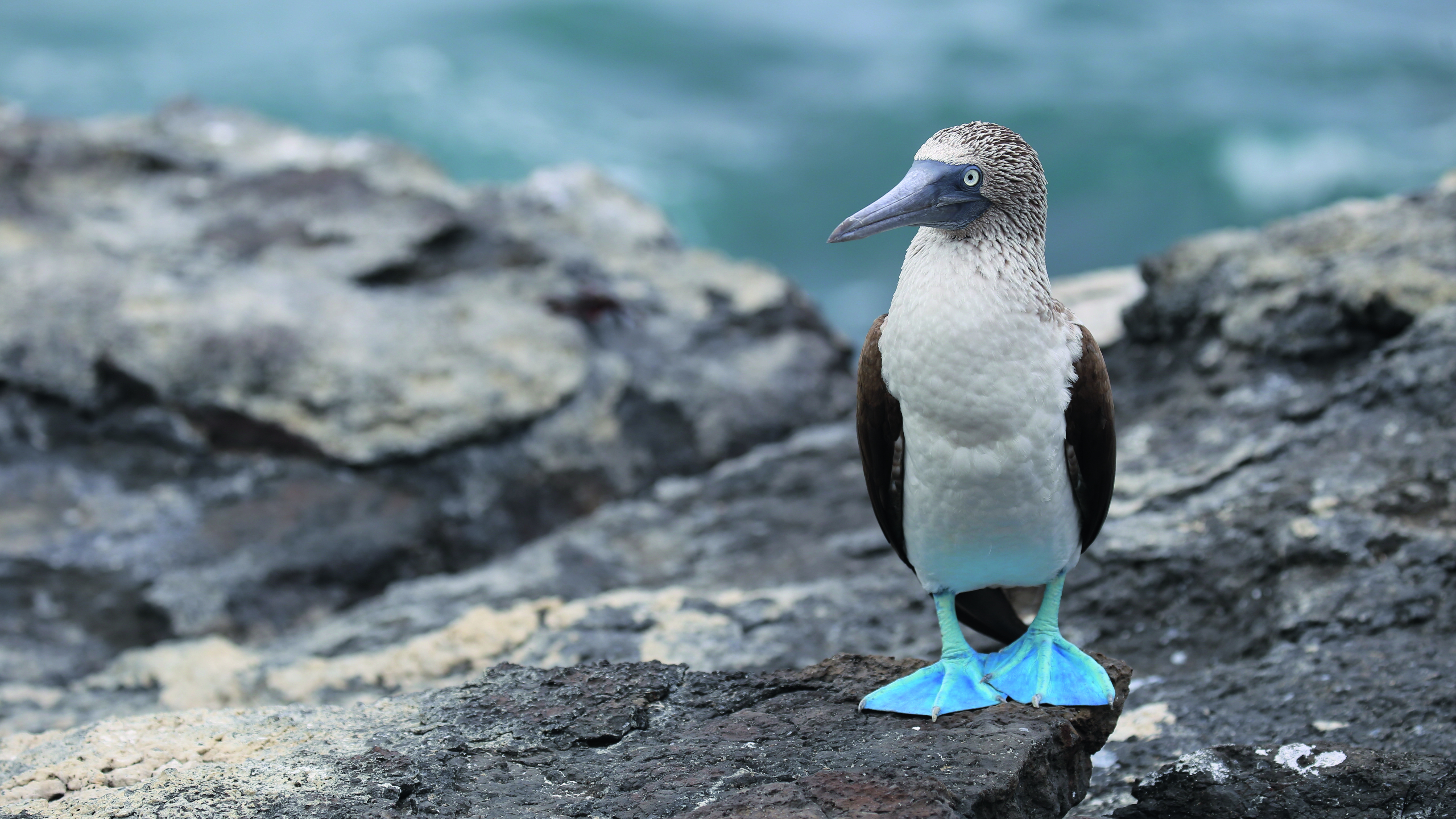 Blaufußtölpel steht auf einem Felsen mit blauen Füßen und grauem Kopf, umgeben von Wasser.