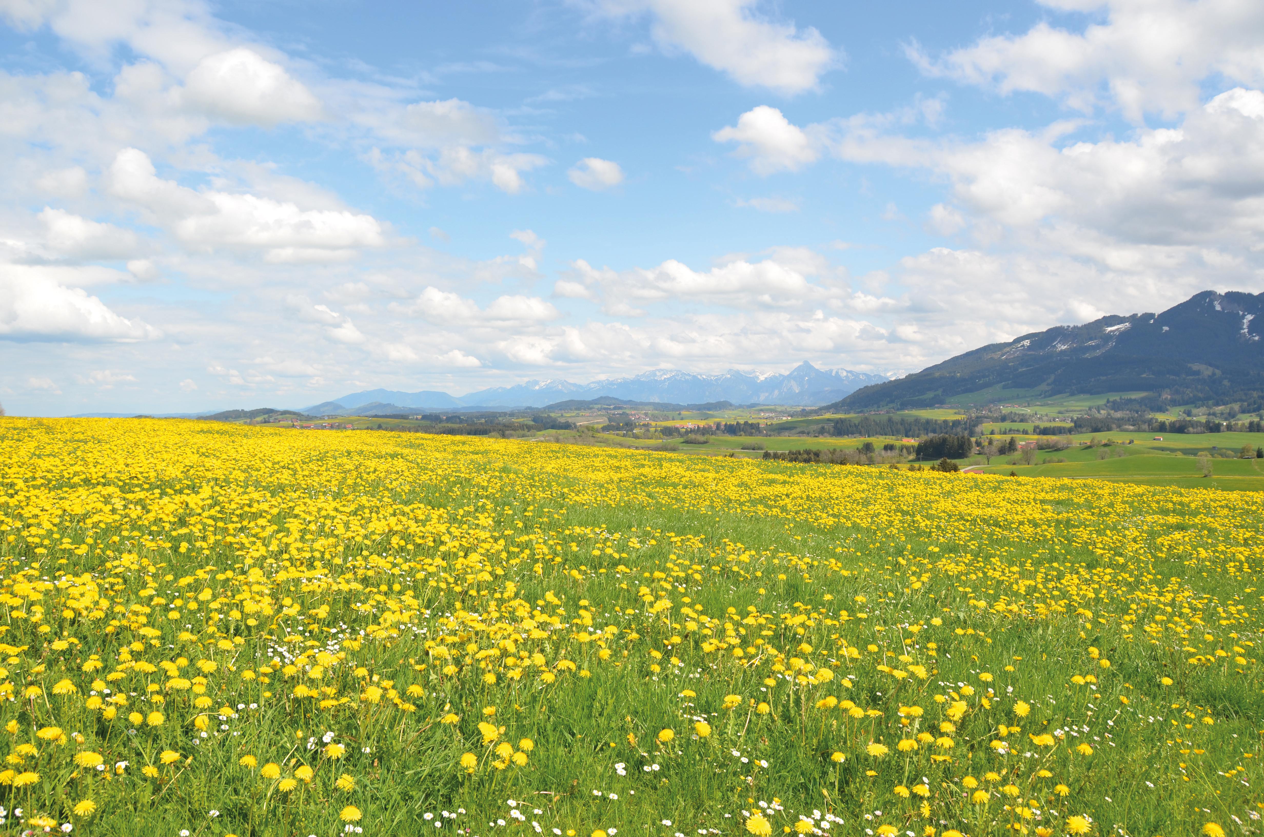 Blühende Löwenzahnwiese mit Alpenpanorama im Hintergrund unter einem bewölkten Himmel.