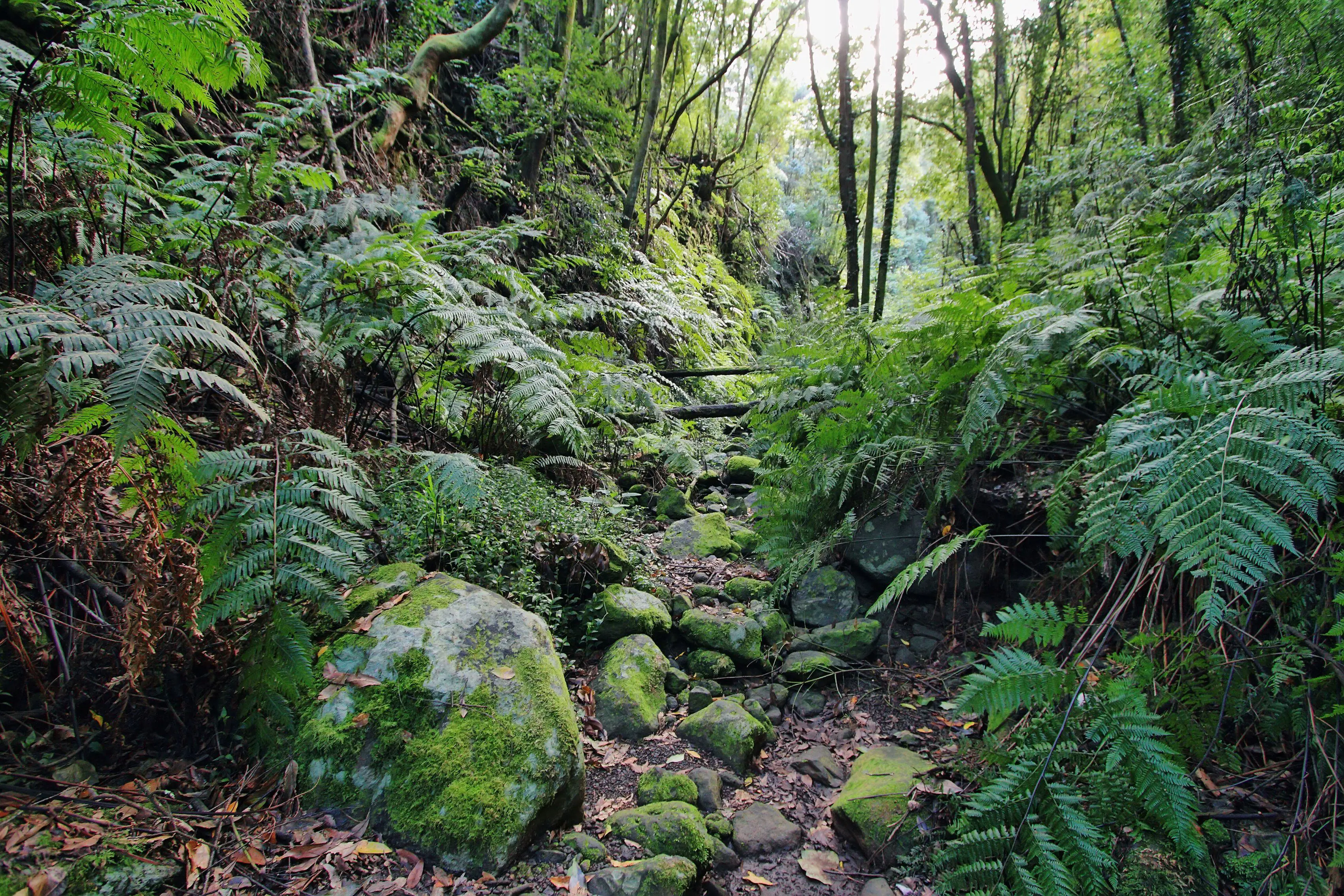Ein bewaldeter Weg mit üppigem Grün und Steinen im Galga Wald auf La Palma.