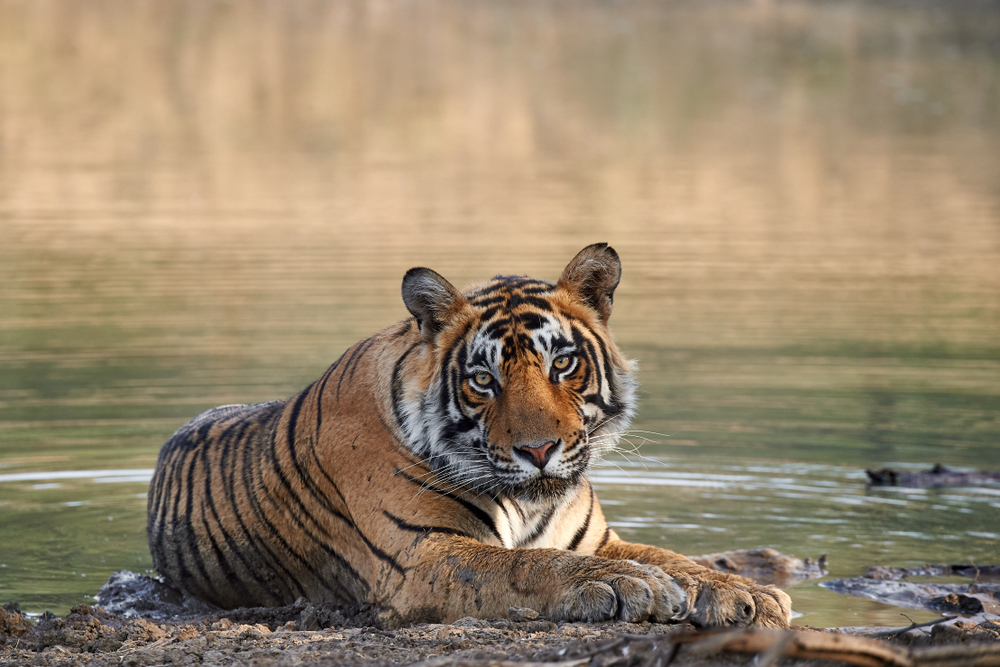 Ein Tiger, der im Wasser sitzt und direkt in die Kamera schaut, mit markanten Streifen und einem ruhigen Ausdruck.