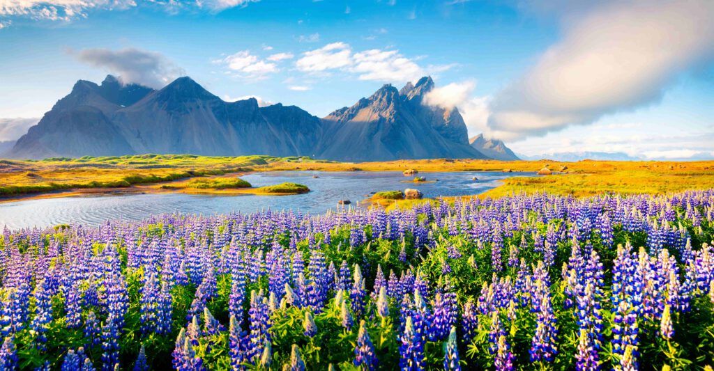Bunte Sommerlandschaft mit lila Lupinenblüten und dem Vestrahorn in Island im Hintergrund.