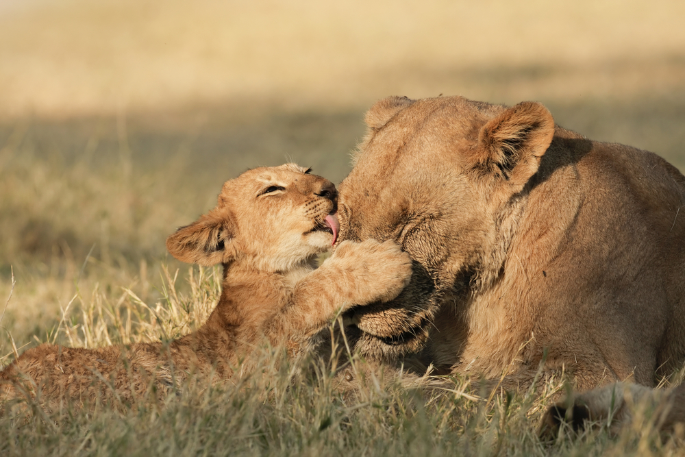Löwenjunges spielt mit einem erwachsenen Löwen im Gras, während die Sonne scheint.