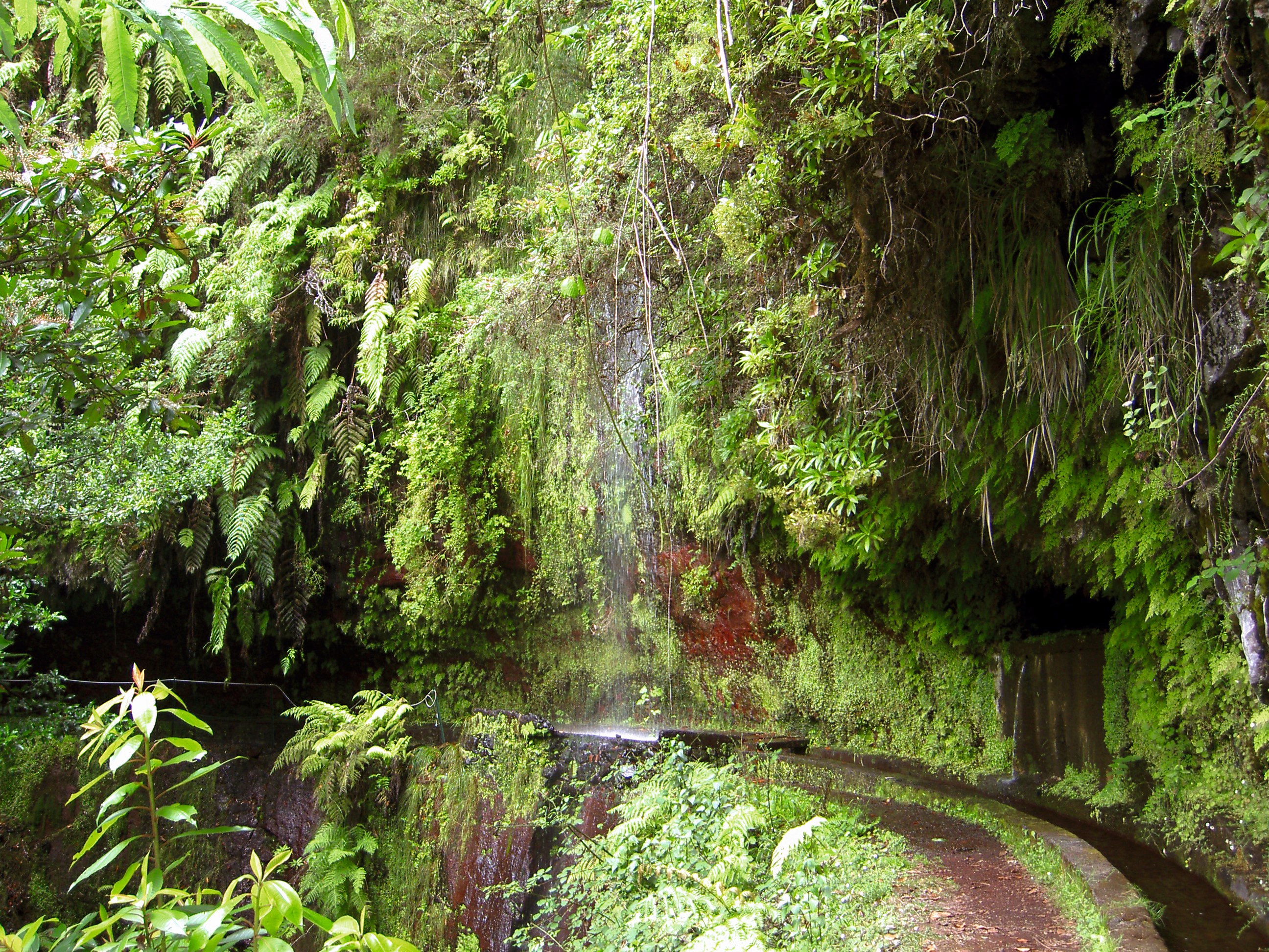 Grüner Wasserlauf in Madeira mit üppiger Vegetation und moosbedeckten Felsen.