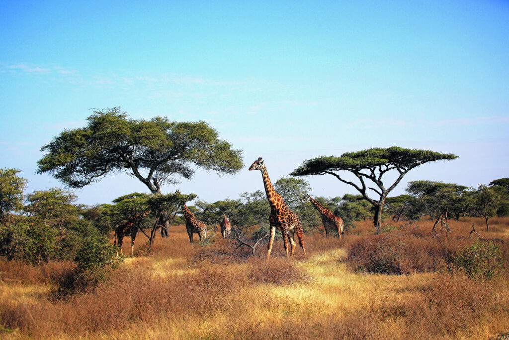 Gruppe von Giraffen, die in einer offenen Savannenlandschaft unter Akazienbäumen stehen.