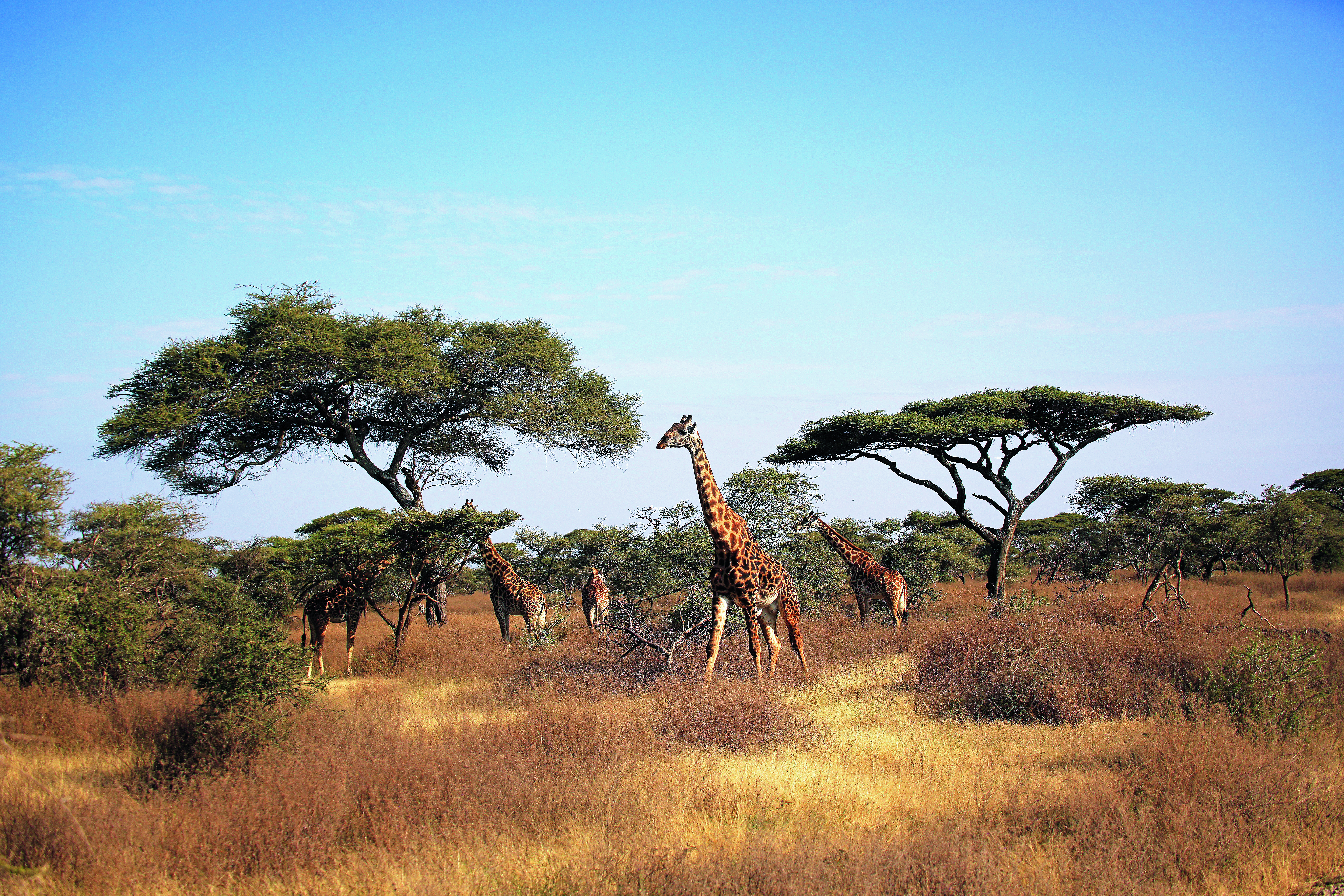 Gruppe von Giraffen, die in einer offenen Savannenlandschaft unter Akazienbäumen stehen.