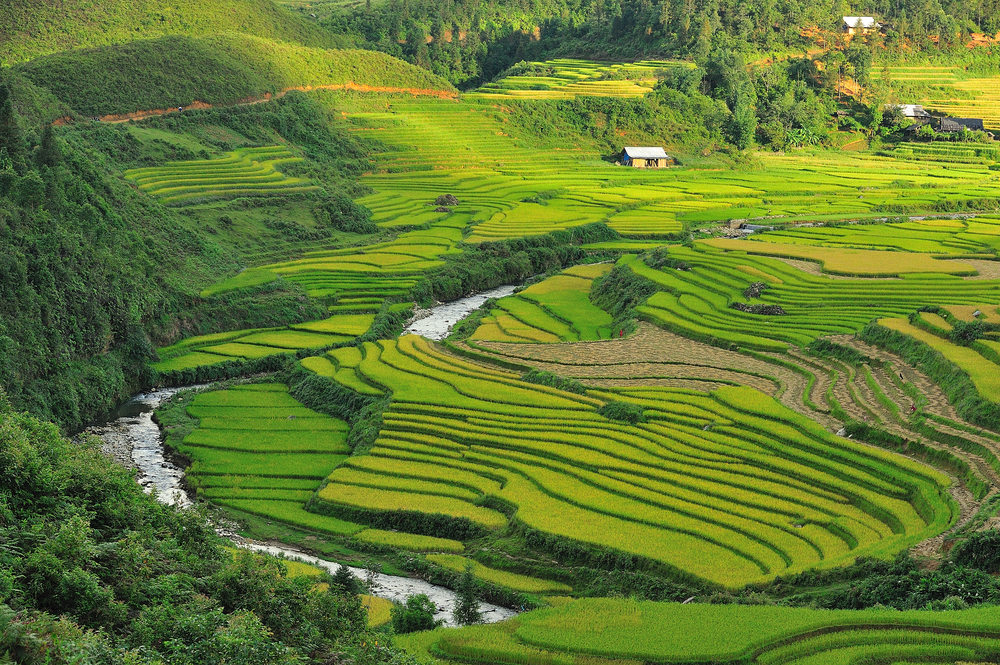 Grüne Reisterrassen in Sapa, Vietnam, mit einem kleinen Fluss, der durch die Landschaft fließt.