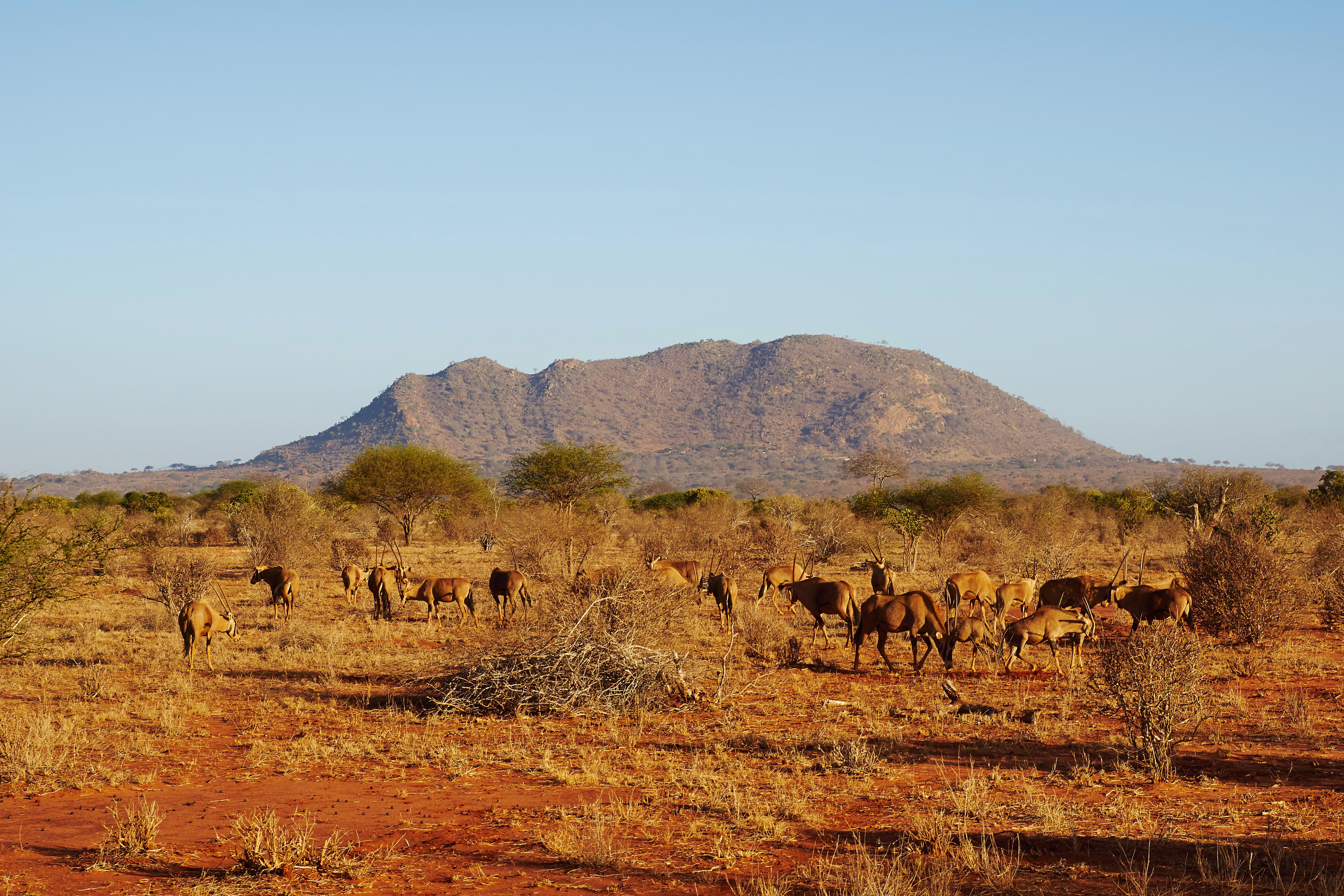 Eine Gruppe von Löwen in einer trockenen Landschaft mit einem Berg im Hintergrund.