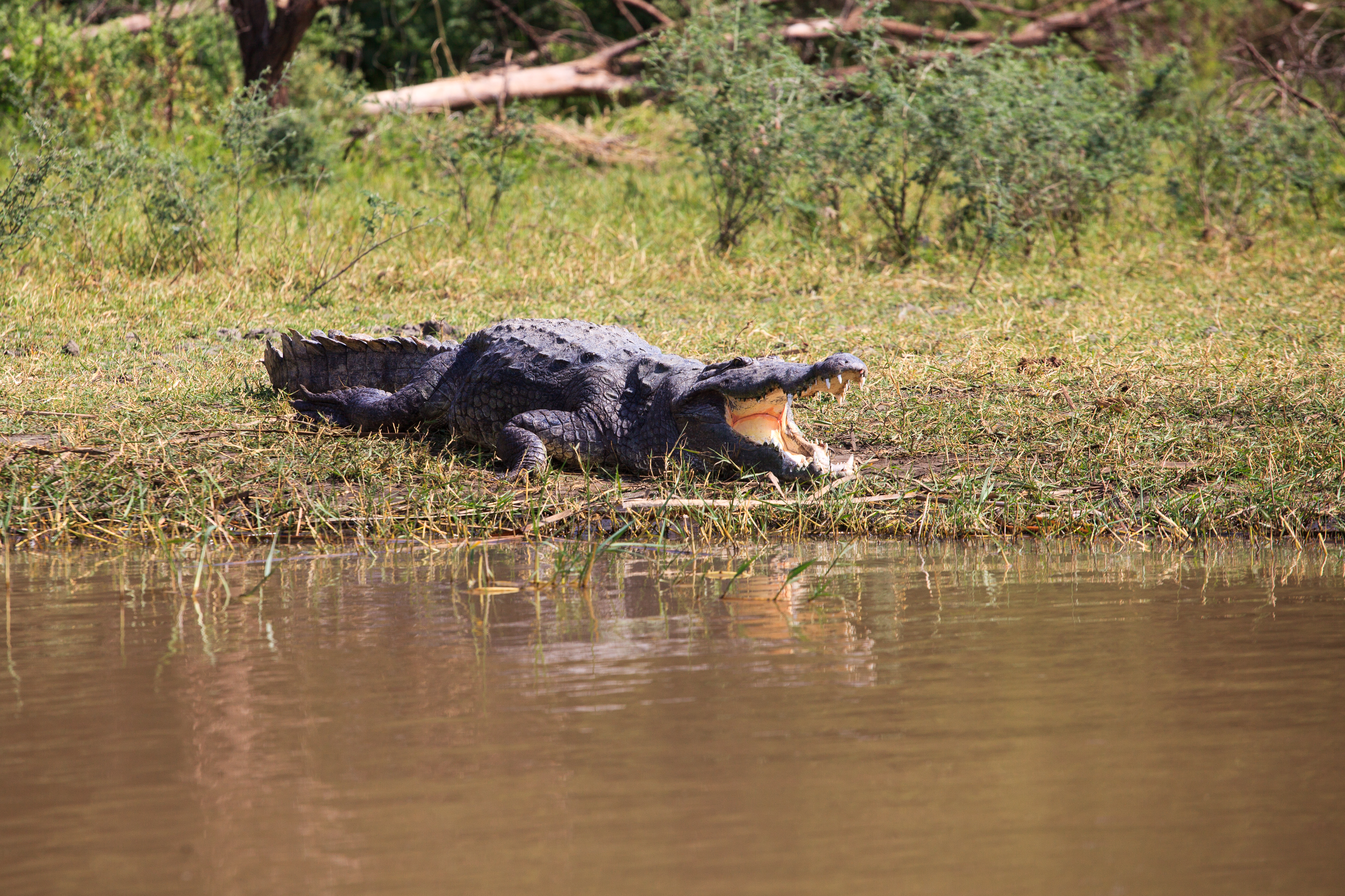 Krokodil liegt am Ufer eines Gewässers mit geöffnetem Maul.