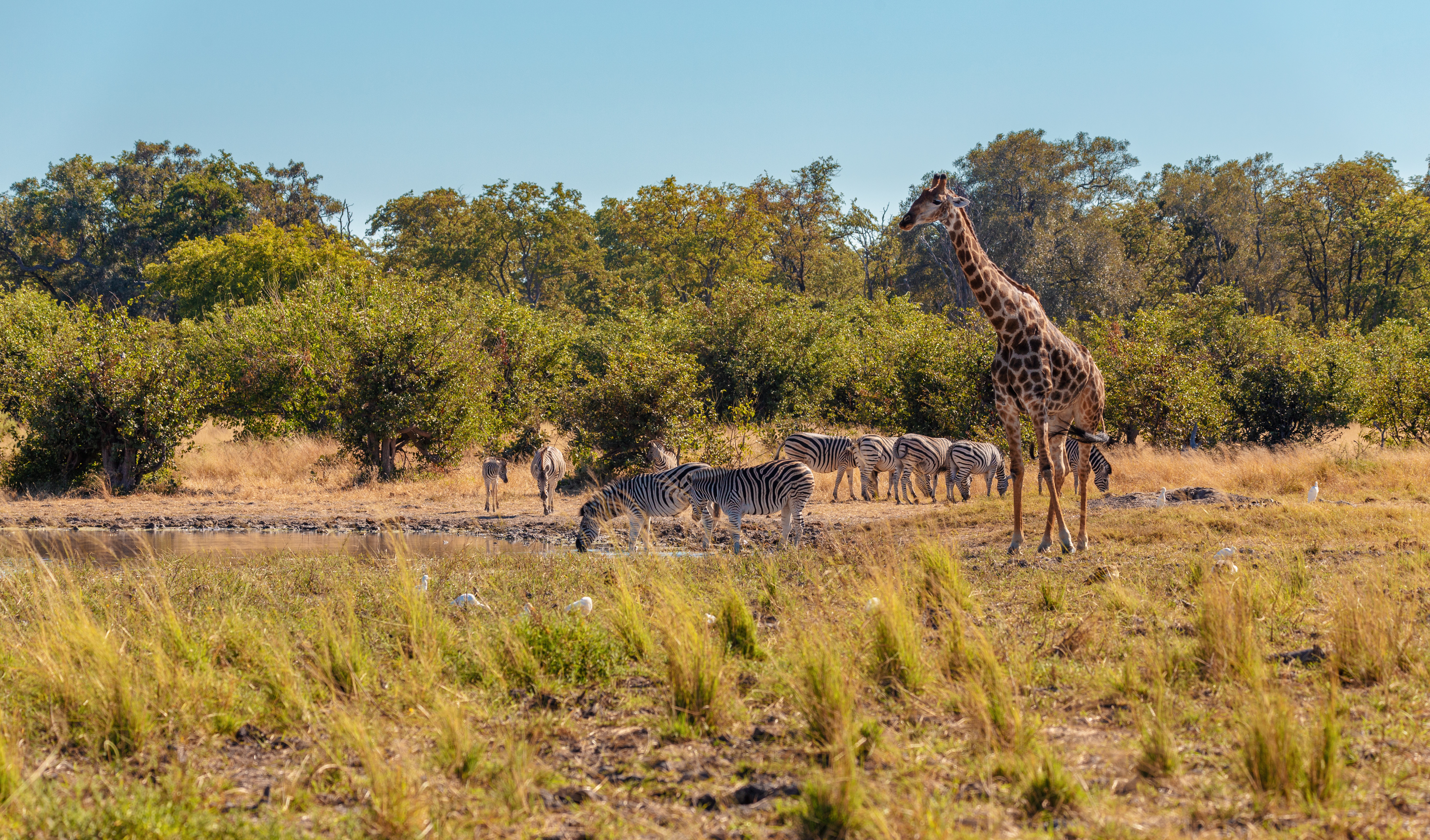 Eine Giraffe steht neben einer Gruppe von Zebras in einer offenen Landschaft mit Bäumen im Hintergrund.