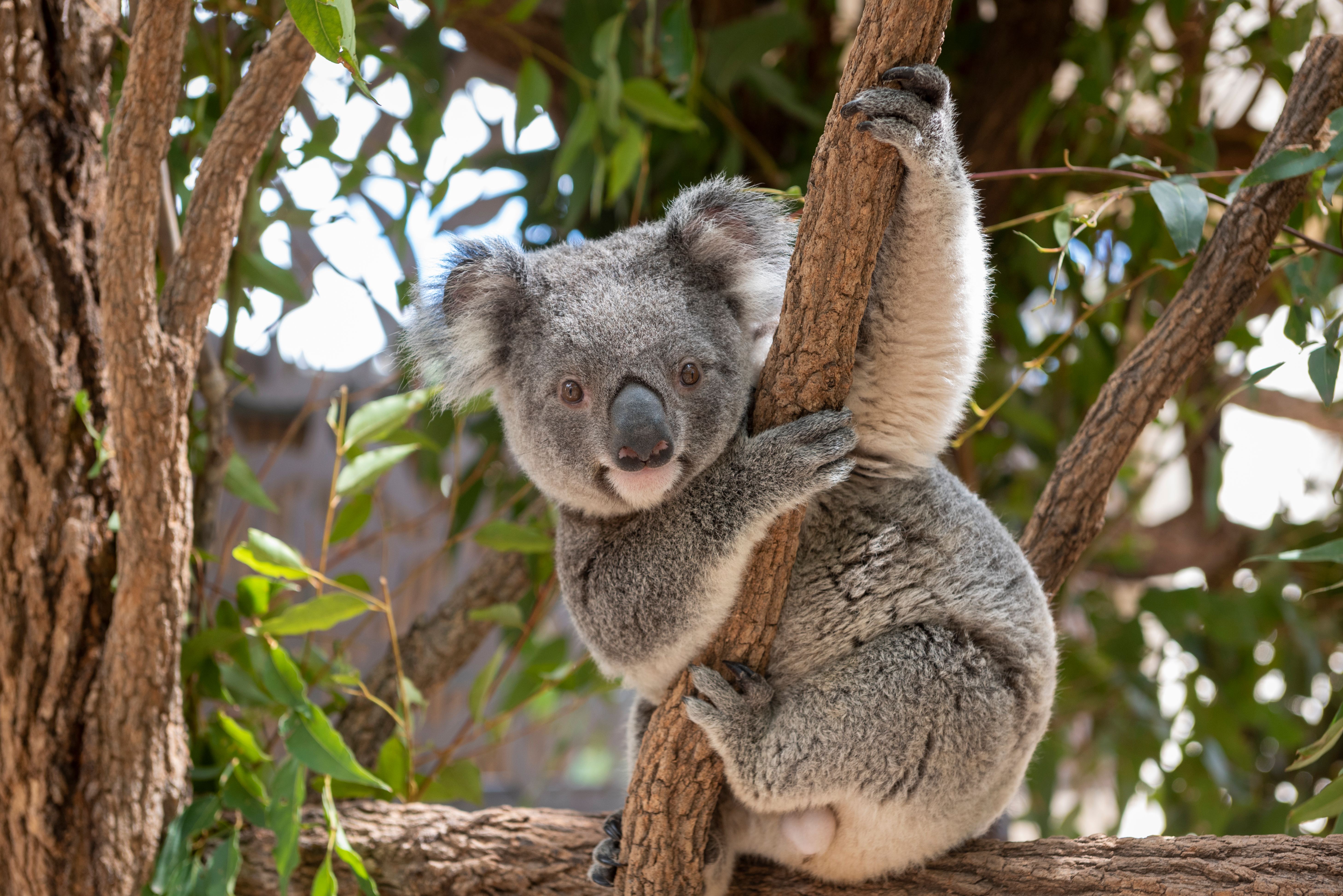 Ein Koala, der an einem Baumstamm sitzt und sich an einem Ast festhält, umgeben von grünen Blättern.