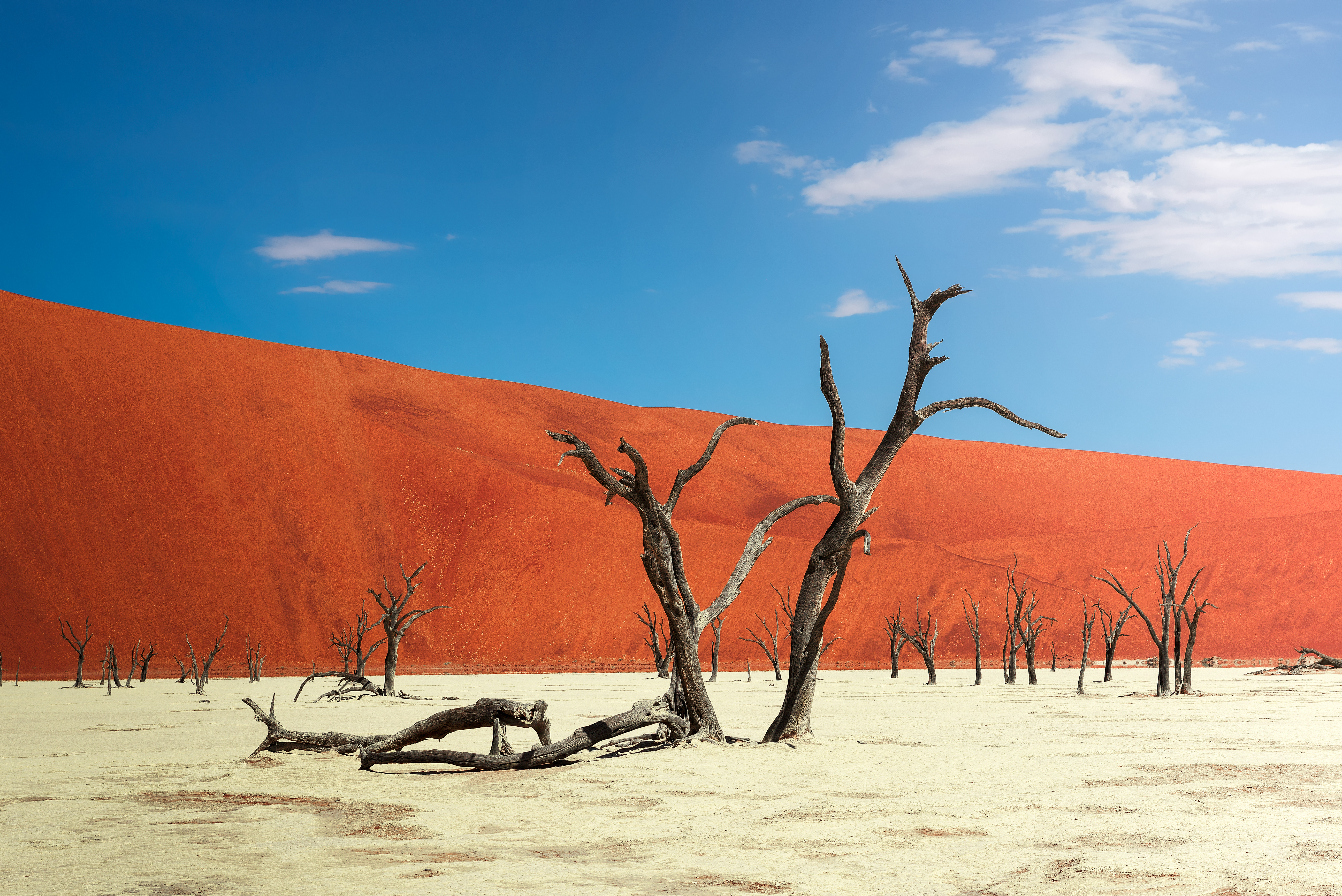 Trockene Landschaft mit abgestorbenen Bäumen und roten Sanddünen im Hintergrund.