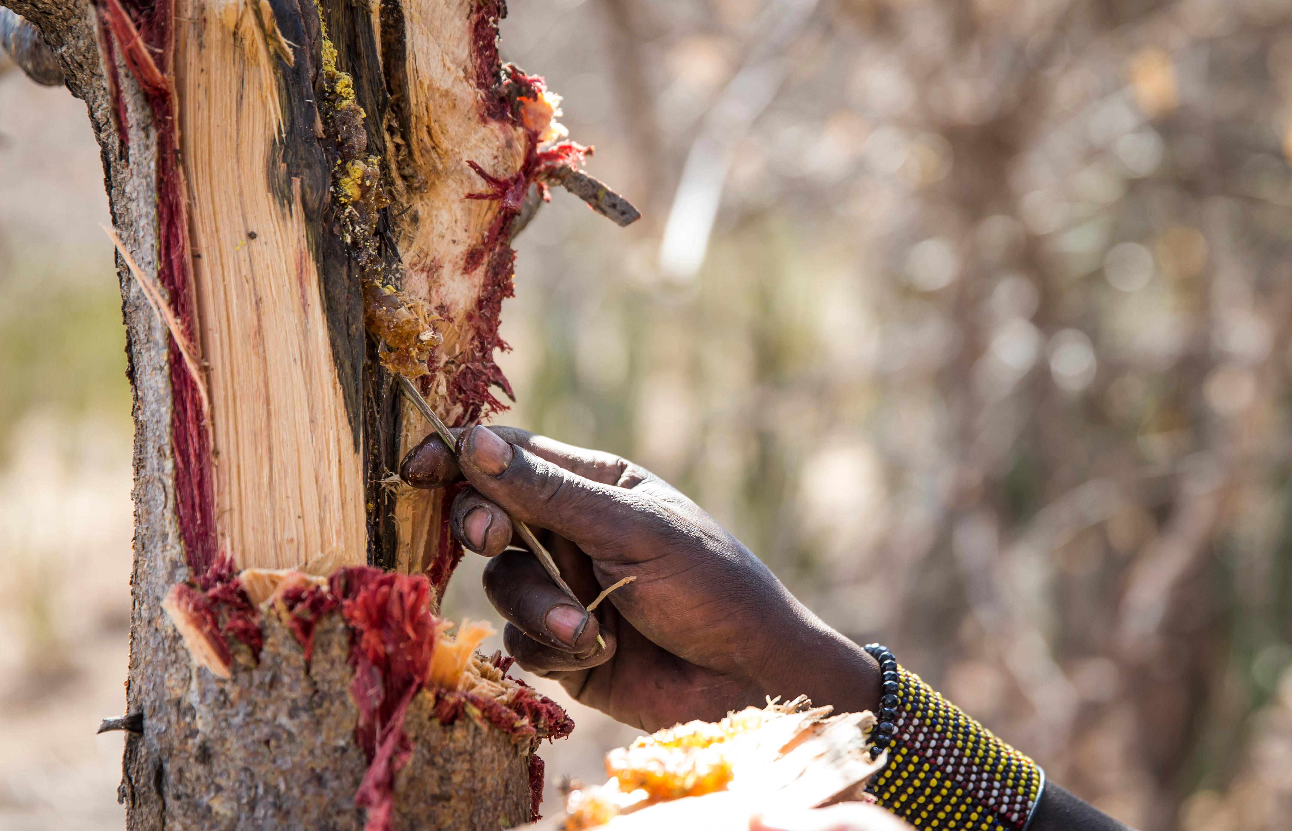 Nahaufnahme einer Hand, die einen Baumstamm bearbeitet und Rinde abzieht.