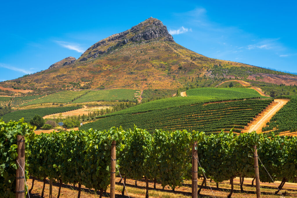 Weinberge mit einem Berg im Hintergrund unter klarem blauen Himmel.