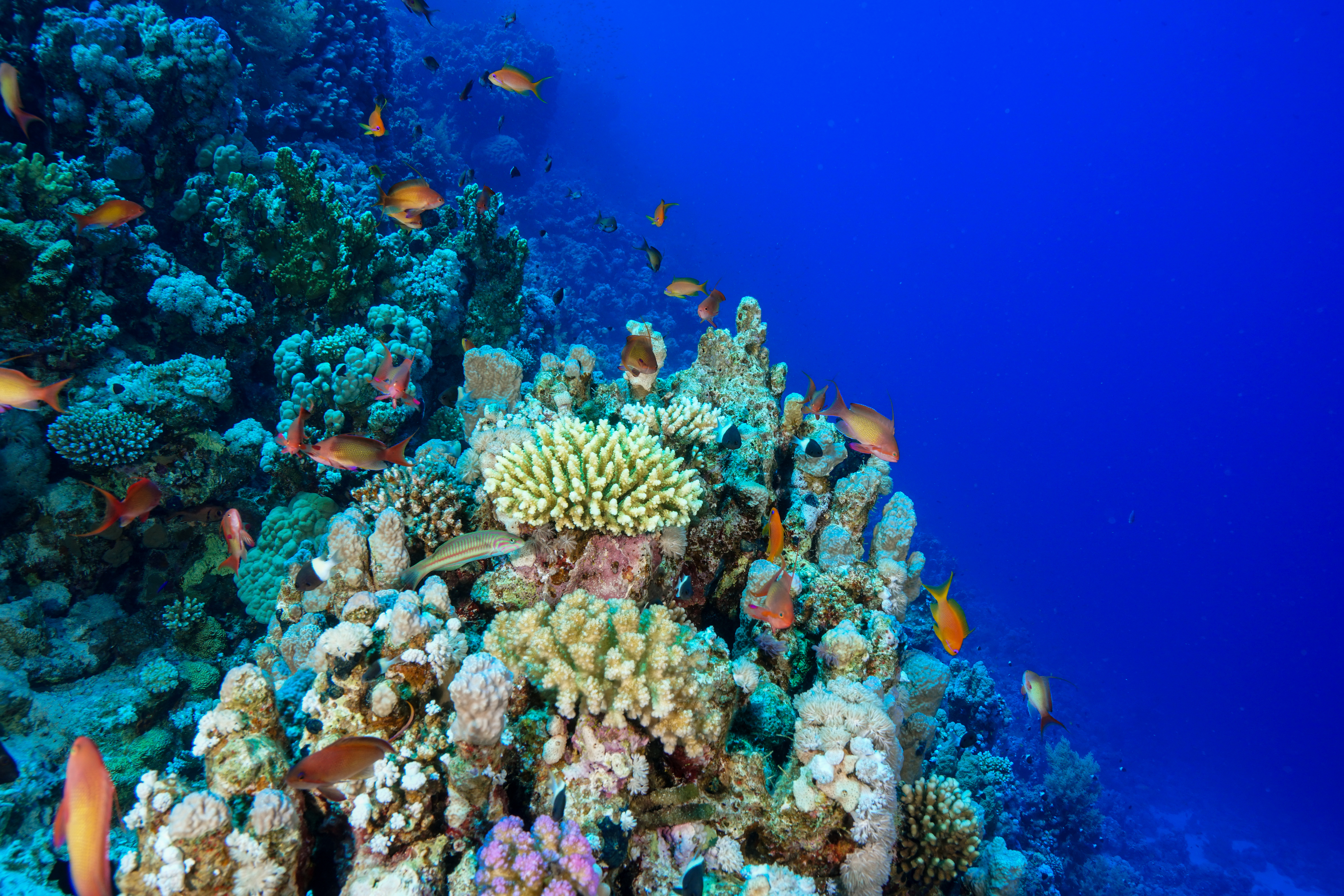 Bunte Korallenriffe mit verschiedenen Fischarten im klaren blauen Wasser.