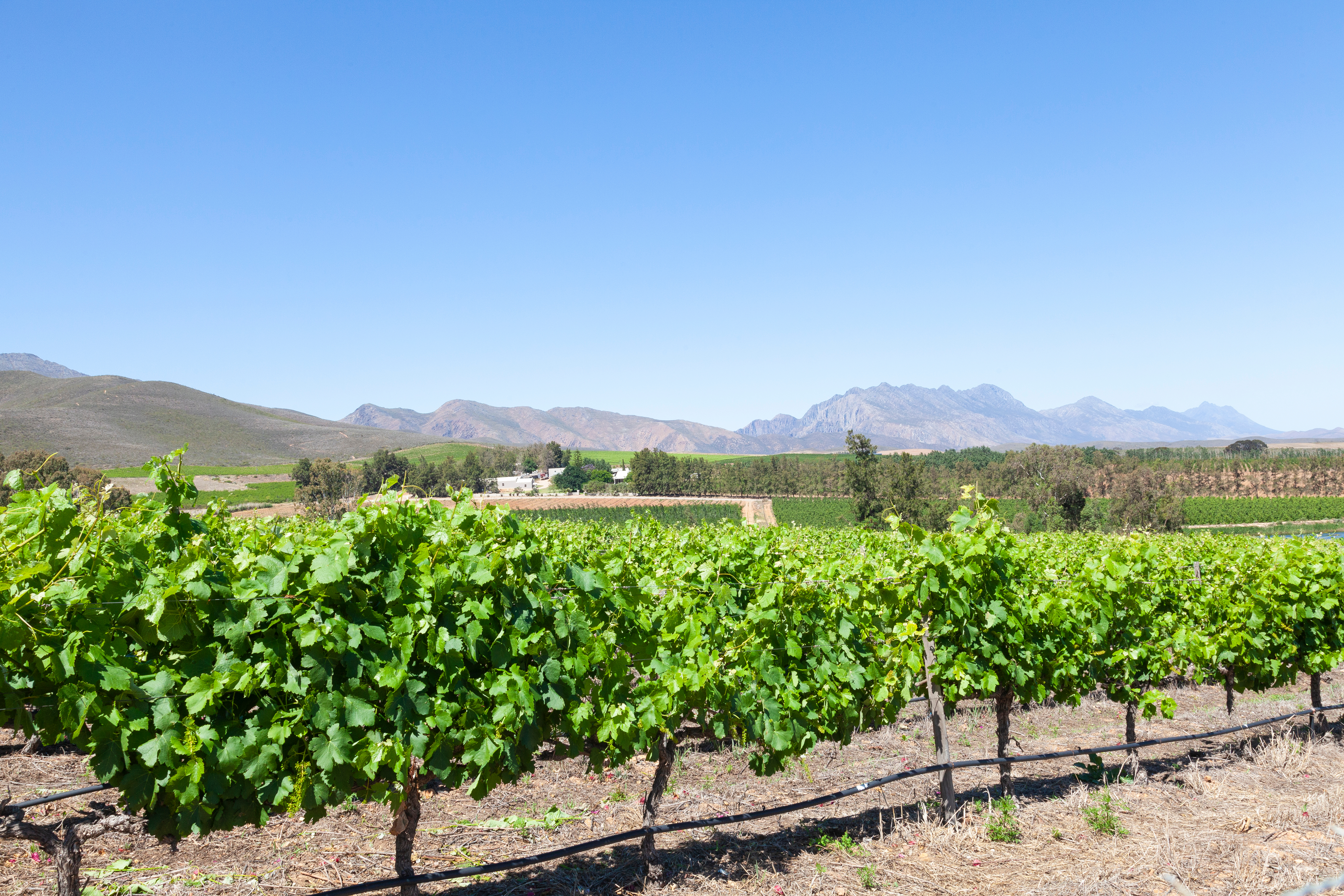 Weinreben in einer sonnigen Landschaft mit Bergen im Hintergrund.