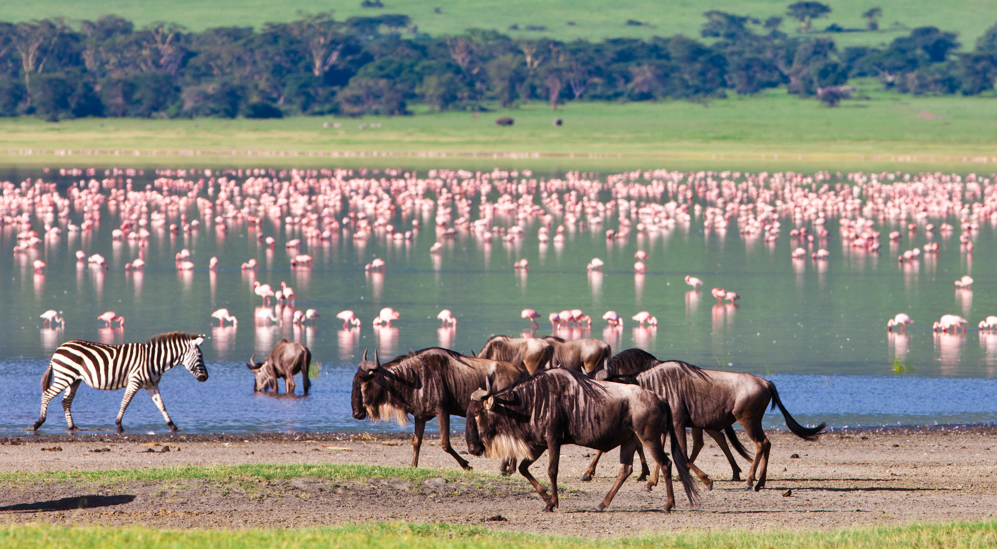 Zebras und Gnus am Wasser mit Flamingos im Hintergrund in einer natürlichen Umgebung.