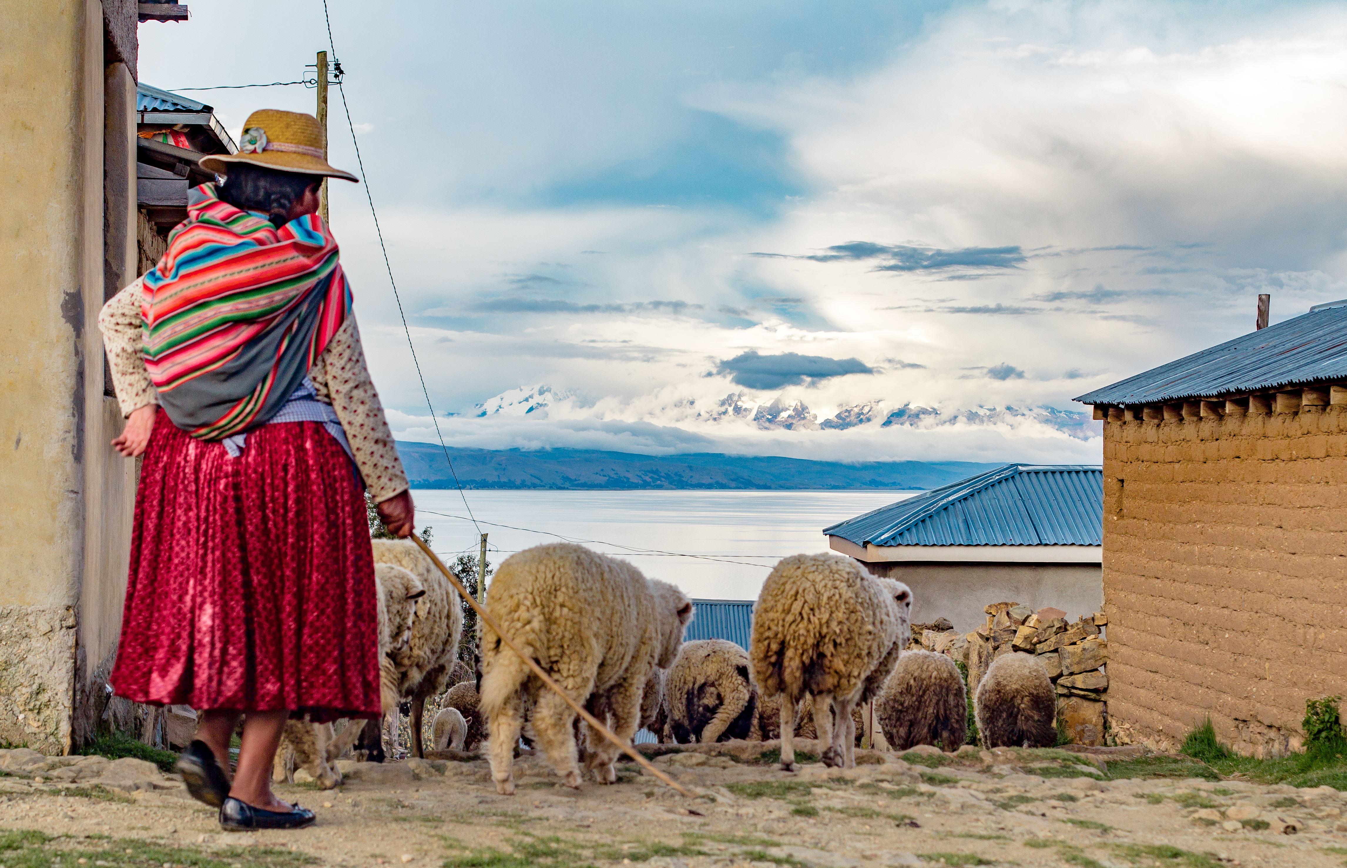 Frau in traditioneller Kleidung mit einem bunten Poncho und einem langen Rock, die Schafe auf einem Weg beobachtet.