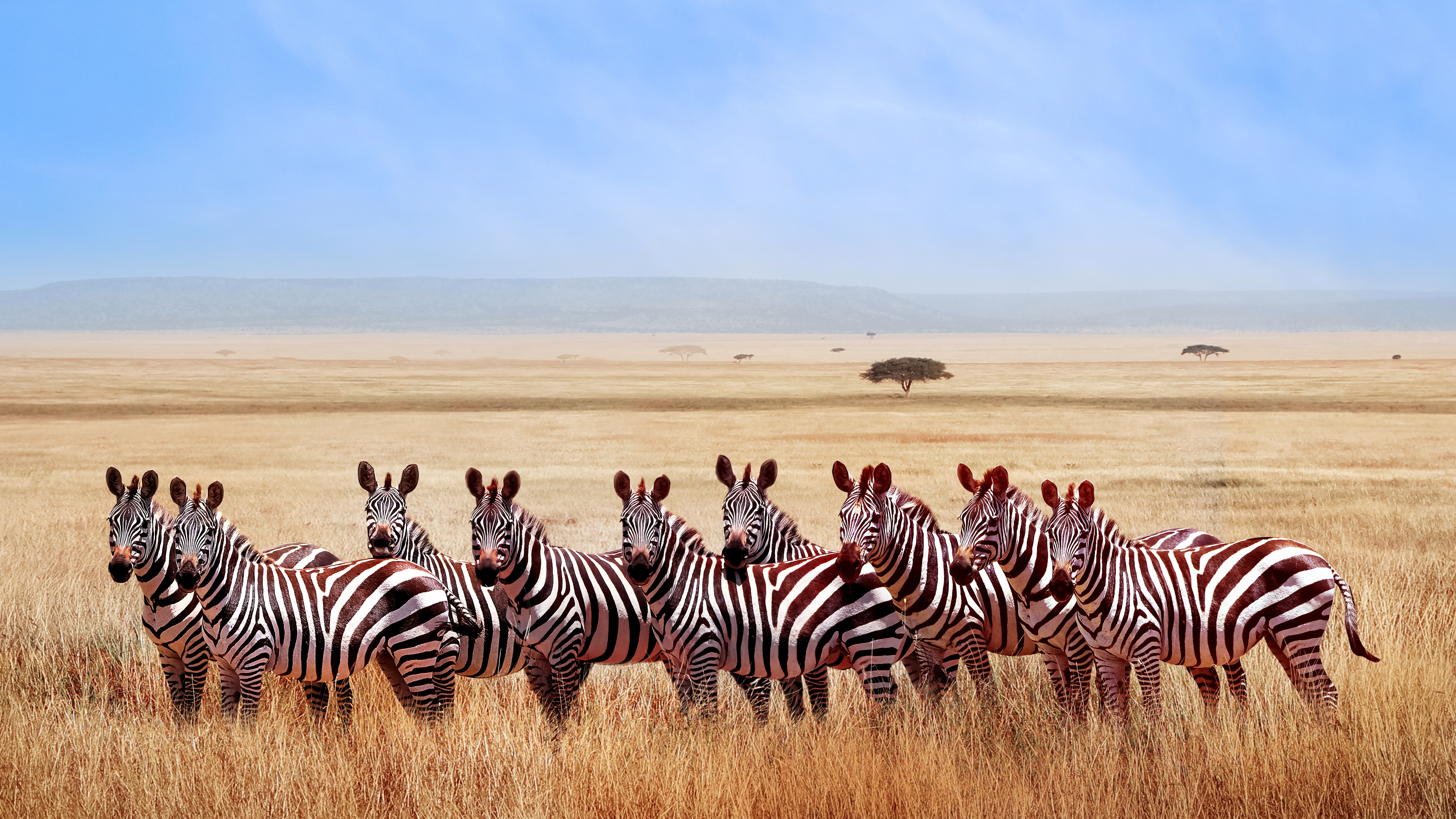 Gruppe von Zebras in einer offenen Graslandschaft mit blauen Himmel im Hintergrund.