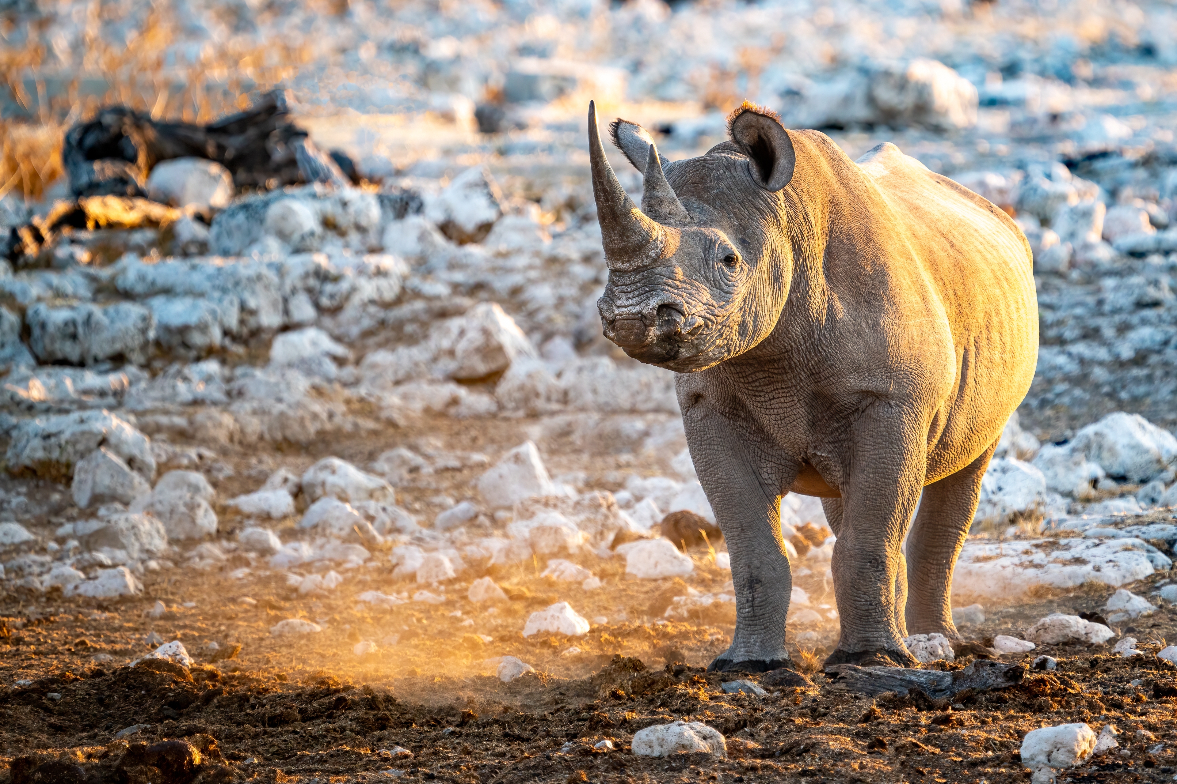 Ein Nashorn steht auf einem felsigen Boden und wirft Staub auf, während die Sonne im Hintergrund scheint.