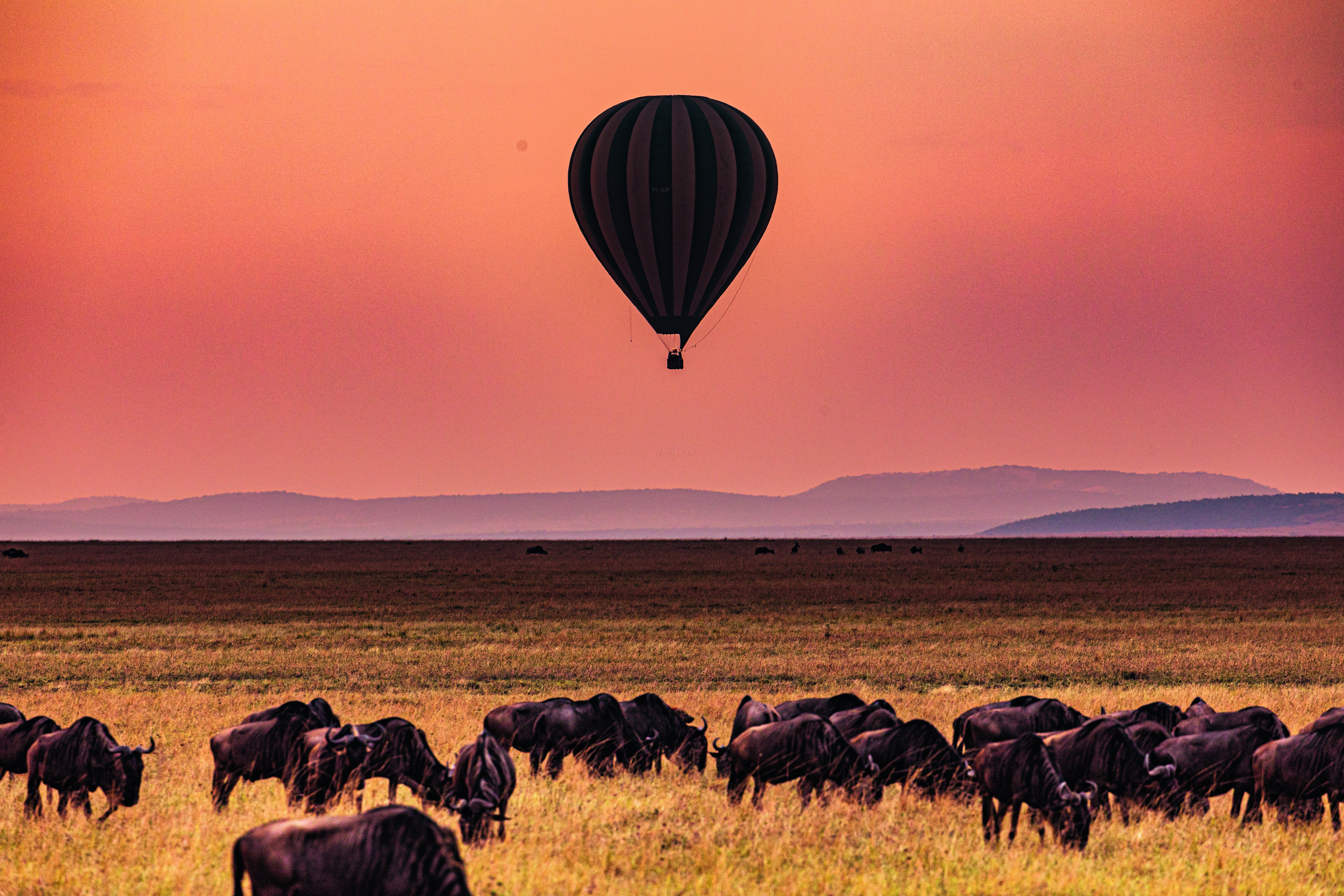 Heißluftballon mit schwarz-gestreiftem Muster schwebt über einer Herde von Büffeln in der Savanne bei Sonnenuntergang.