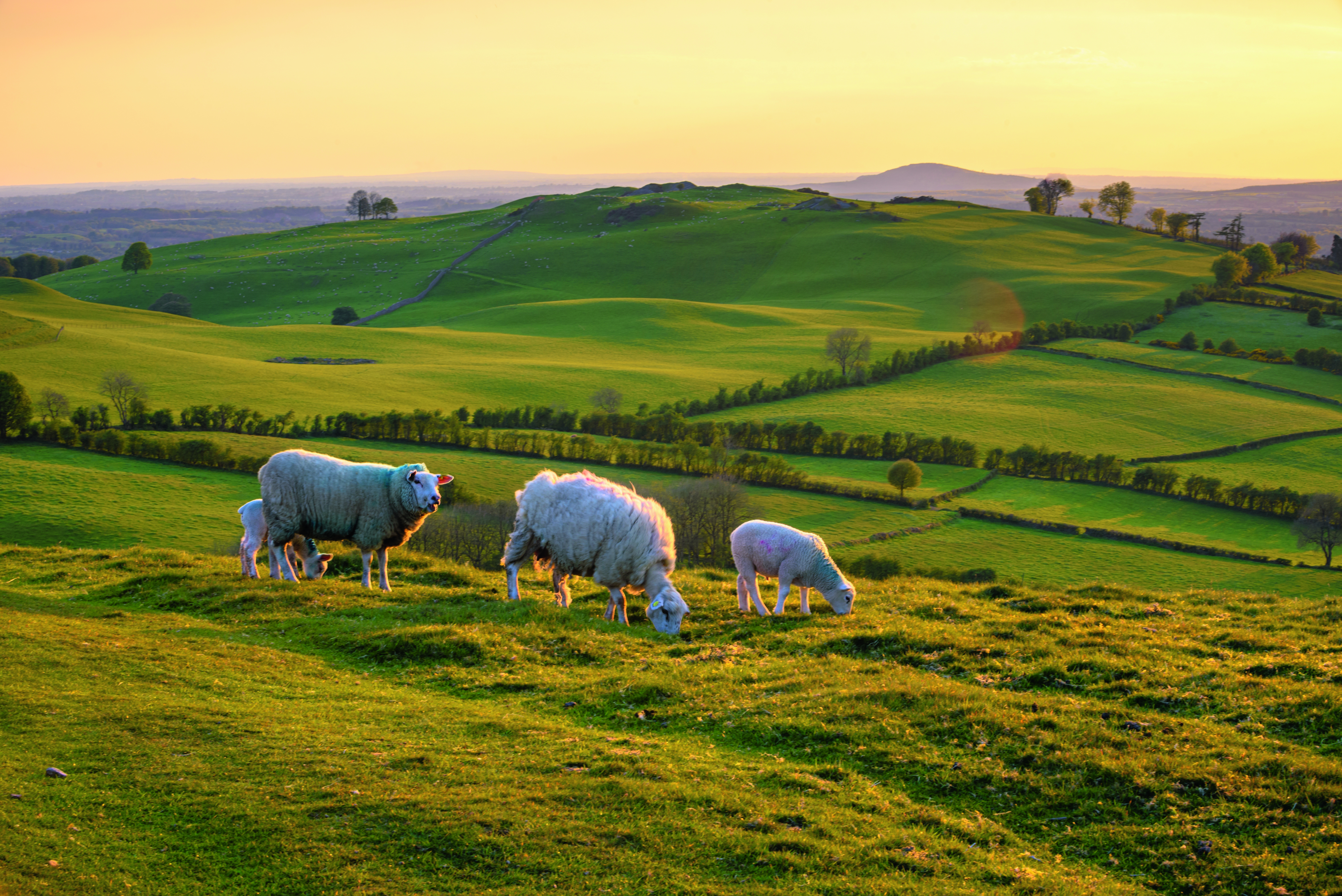 Schafe grasen auf einer grünen Wiese in einer hügeligen Landschaft während des Sonnenuntergangs.