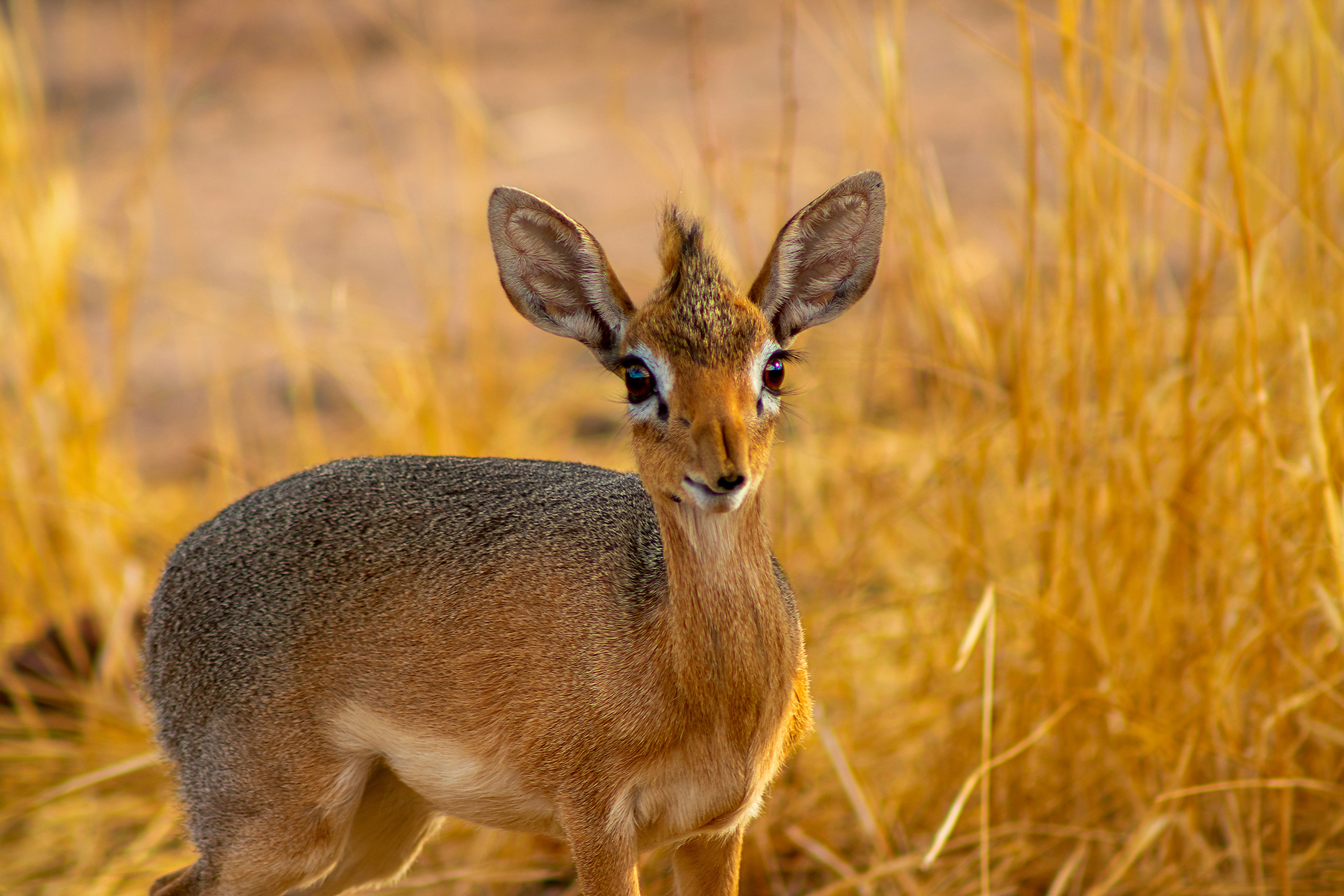 Ein Damwild mit auffälligen Ohren und einem grauen Fell, das in einer trockenen Graslandschaft steht.