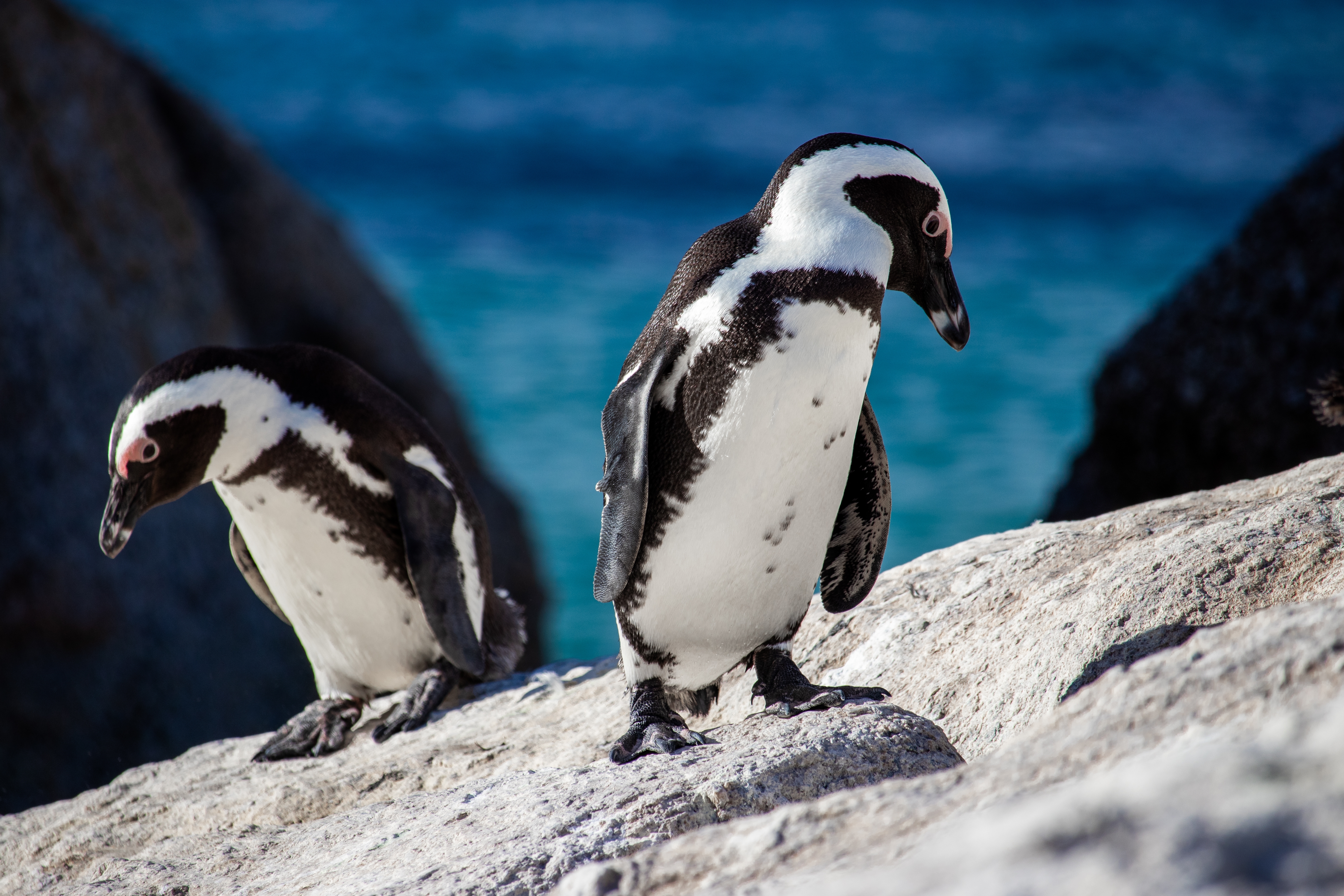 Zwei Afrikapinguine stehen auf einem Felsen in der Nähe des Wassers.