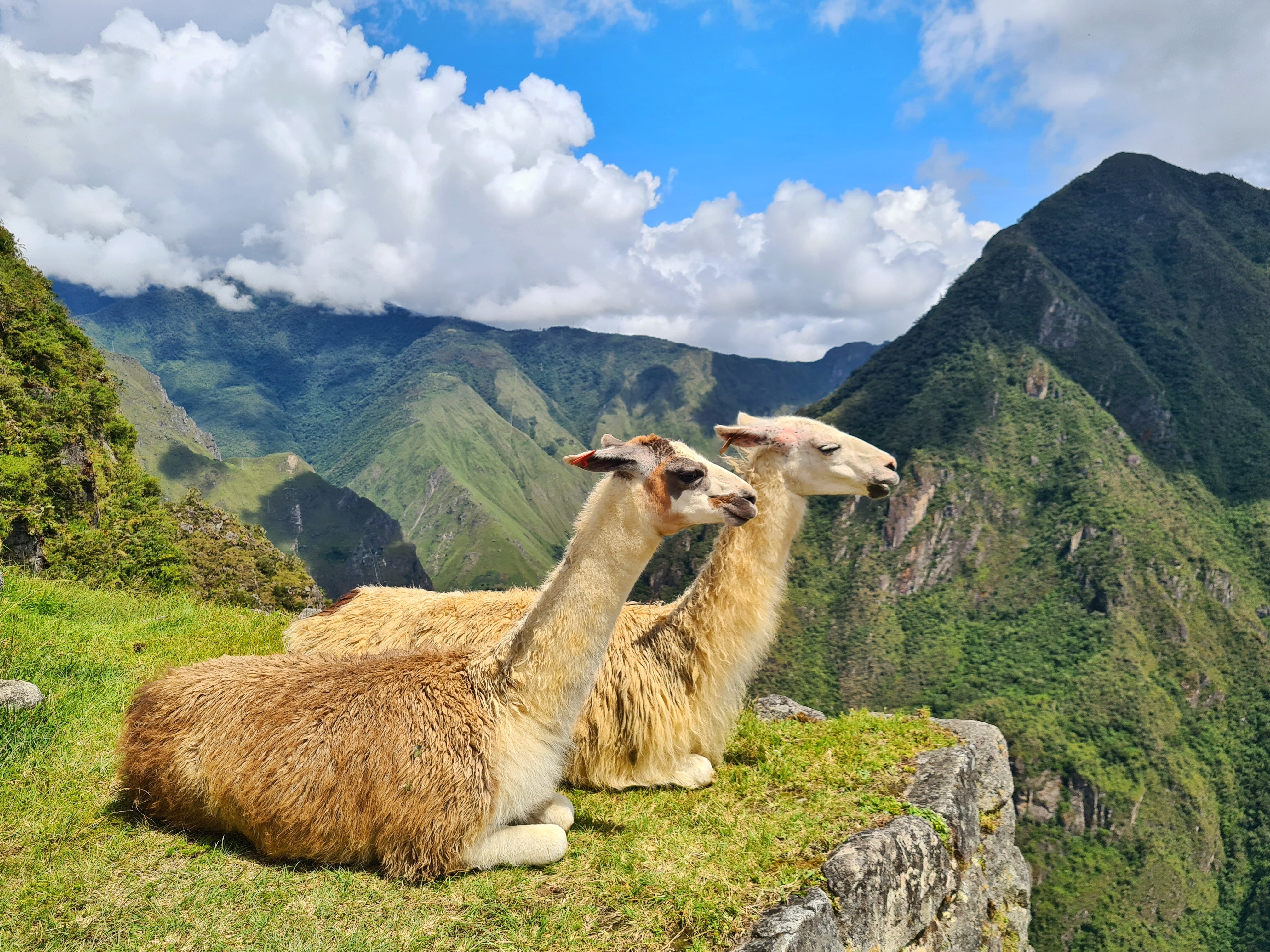 Zwei Lamas sitzen auf einer grünen Wiese mit Blick auf die Berge und den Himmel.
