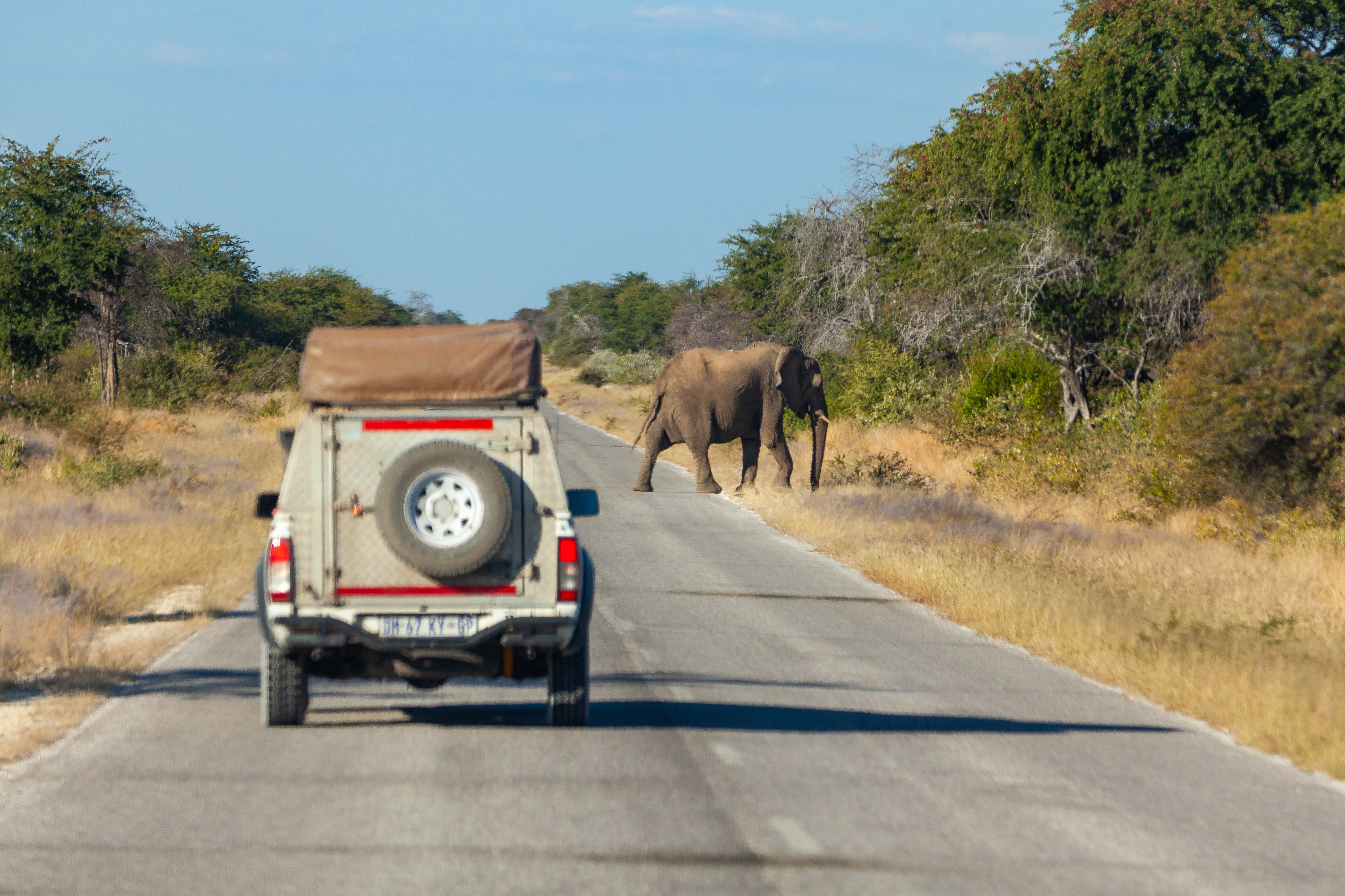 Ein Elefant überquert eine Straße, während ein Fahrzeug mit Anhänger in der Nähe steht.