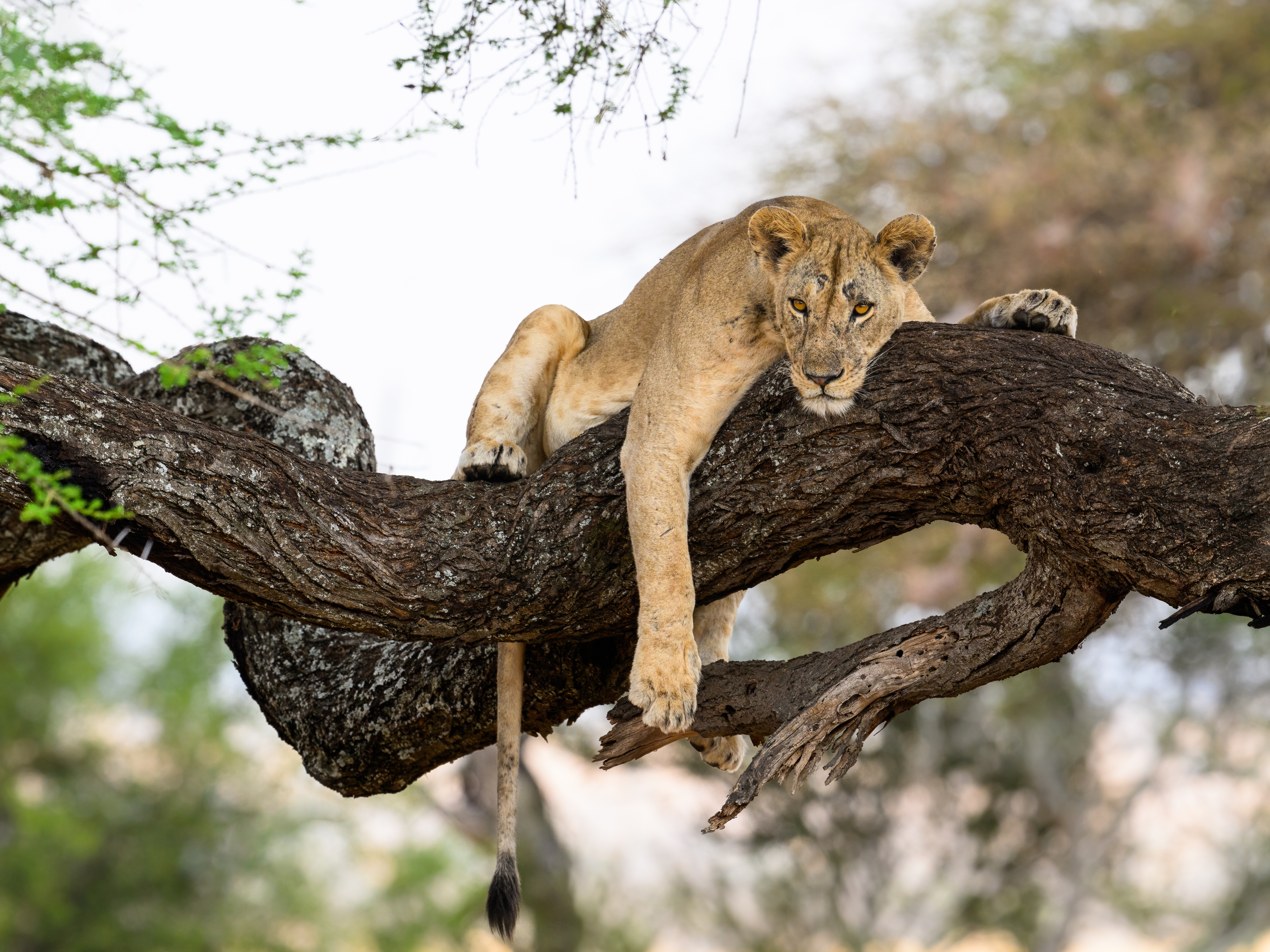 Löwin, die entspannt auf einem Baumstamm liegt und den Blick in die Ferne richtet.