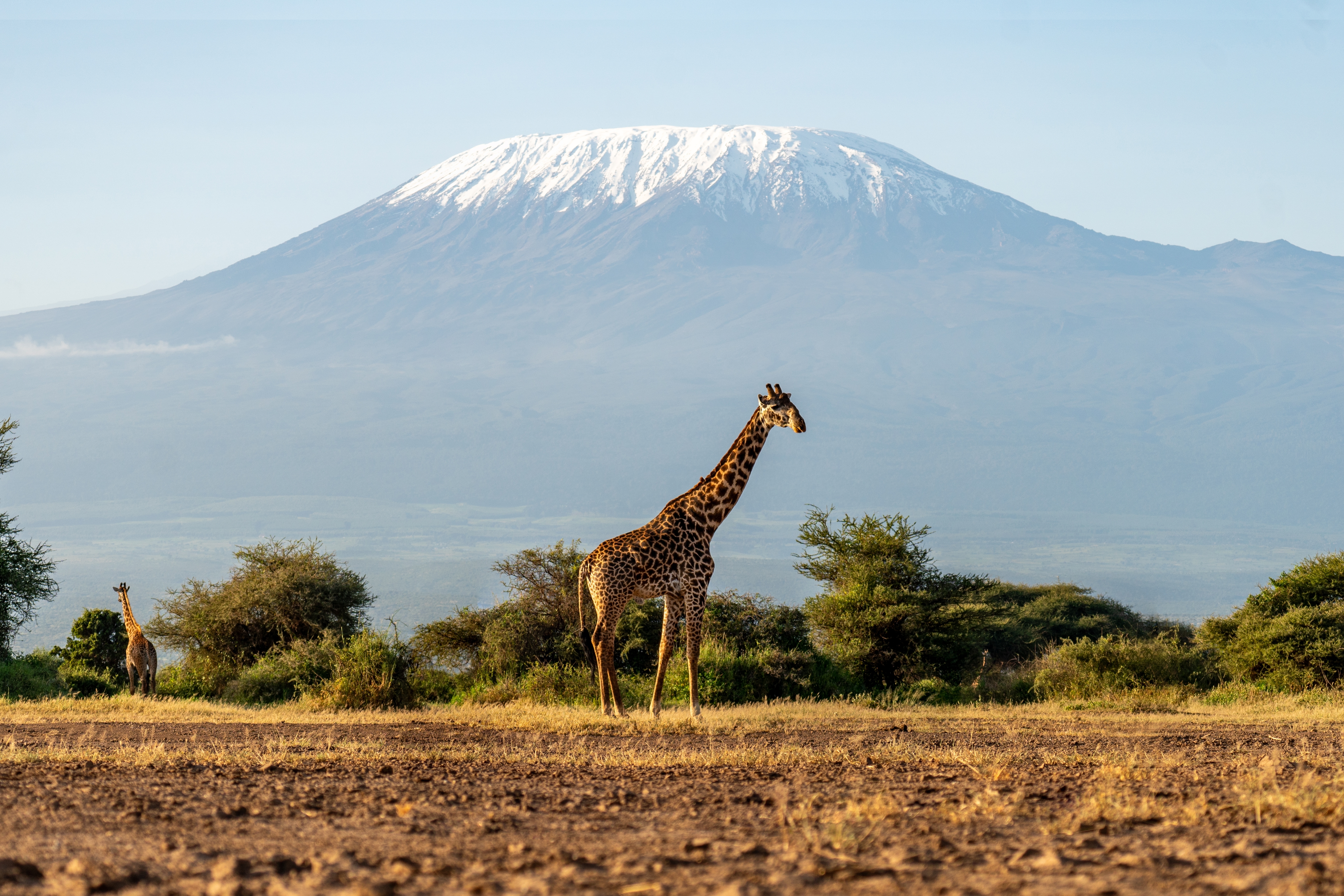 Giraffe steht in einer offenen Landschaft mit schneebedecktem Berg im Hintergrund.
