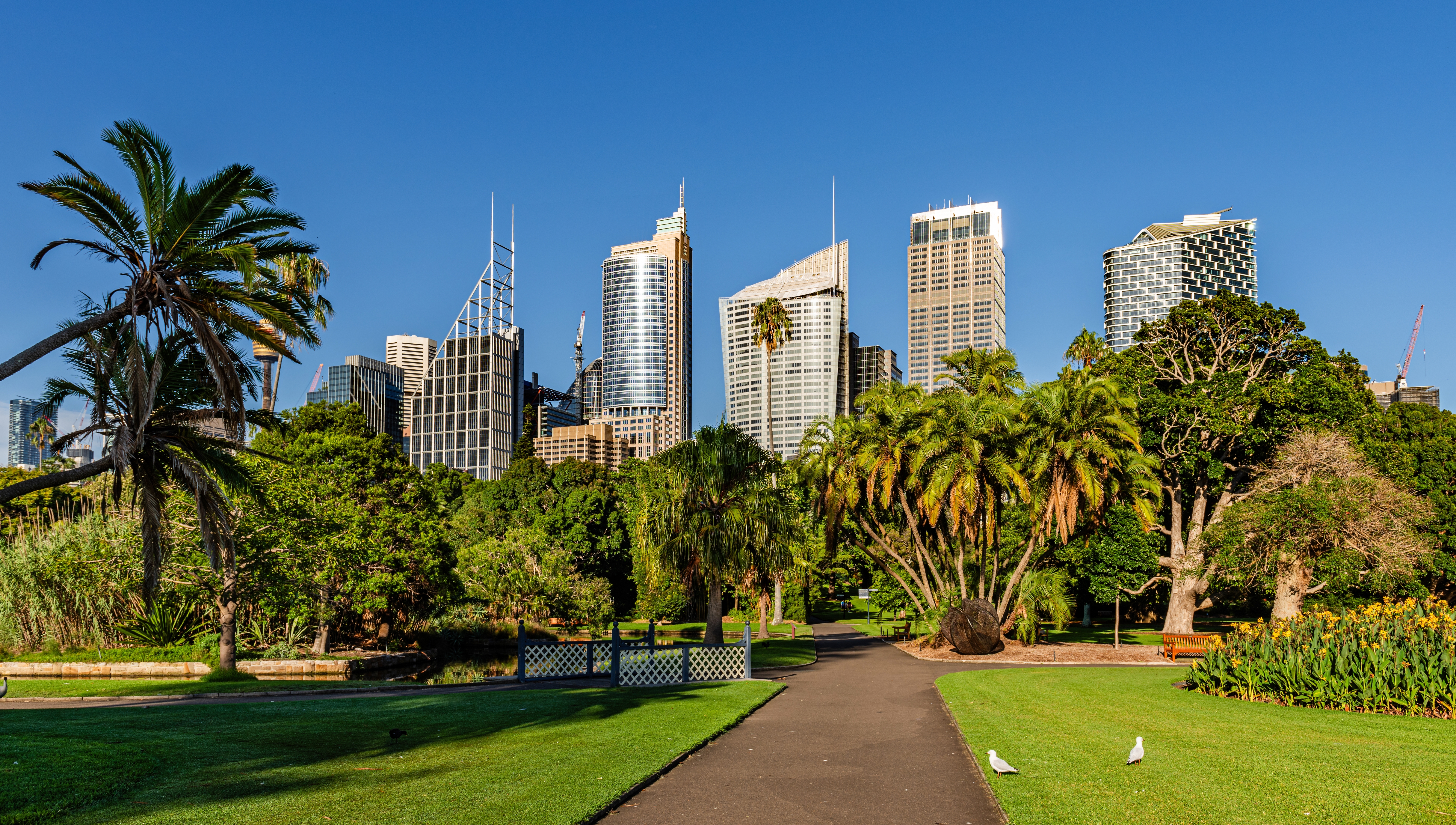 Hochhäuser der Skyline von Sydney, umgeben von üppigem Grün im Botanischen Garten.