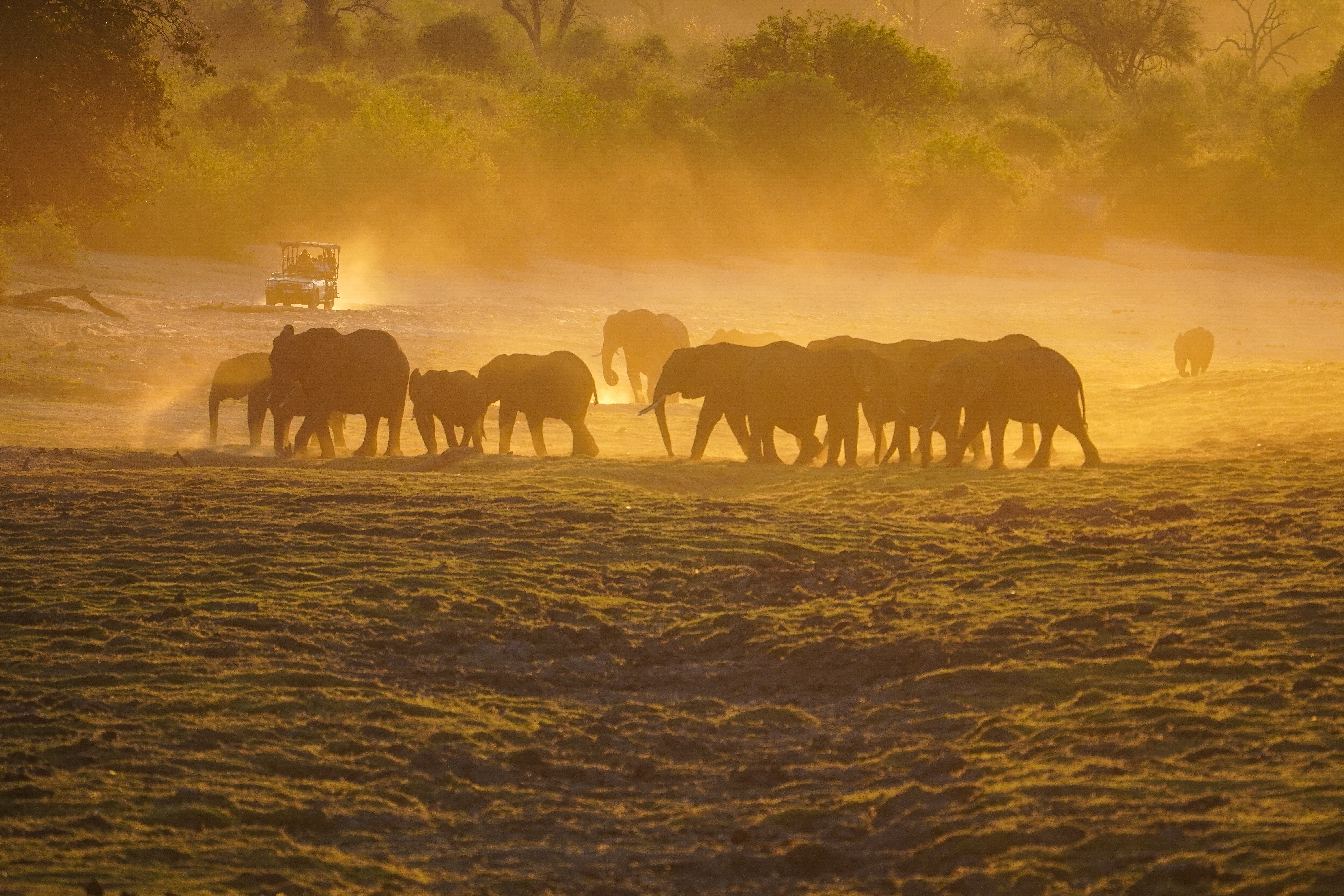 Gruppe von Elefanten, die in der Dämmerung durch eine trockene Landschaft wandern, mit einem Geländewagen im Hintergrund.