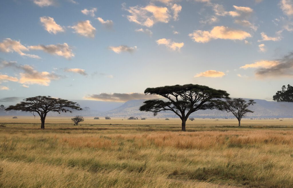 Weite Landschaft mit Akazienbäumen und sanften Hügeln unter einem bewölkten Himmel.