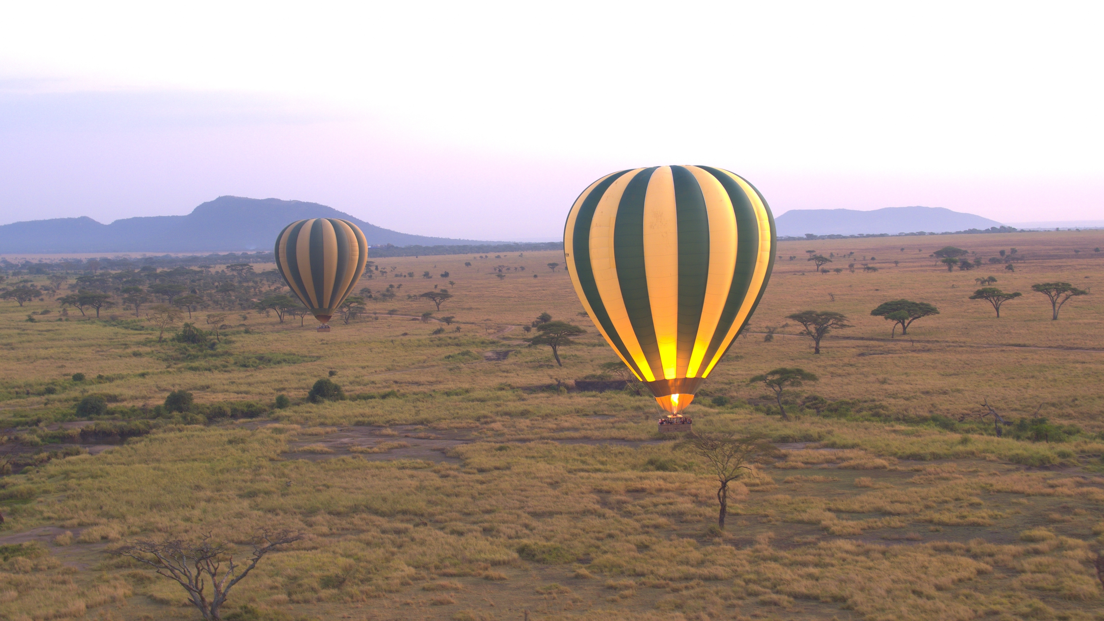 Heißluftballons in den Farben Gelb und Grün, die über eine weite Graslandschaft in der Dämmerung schweben.