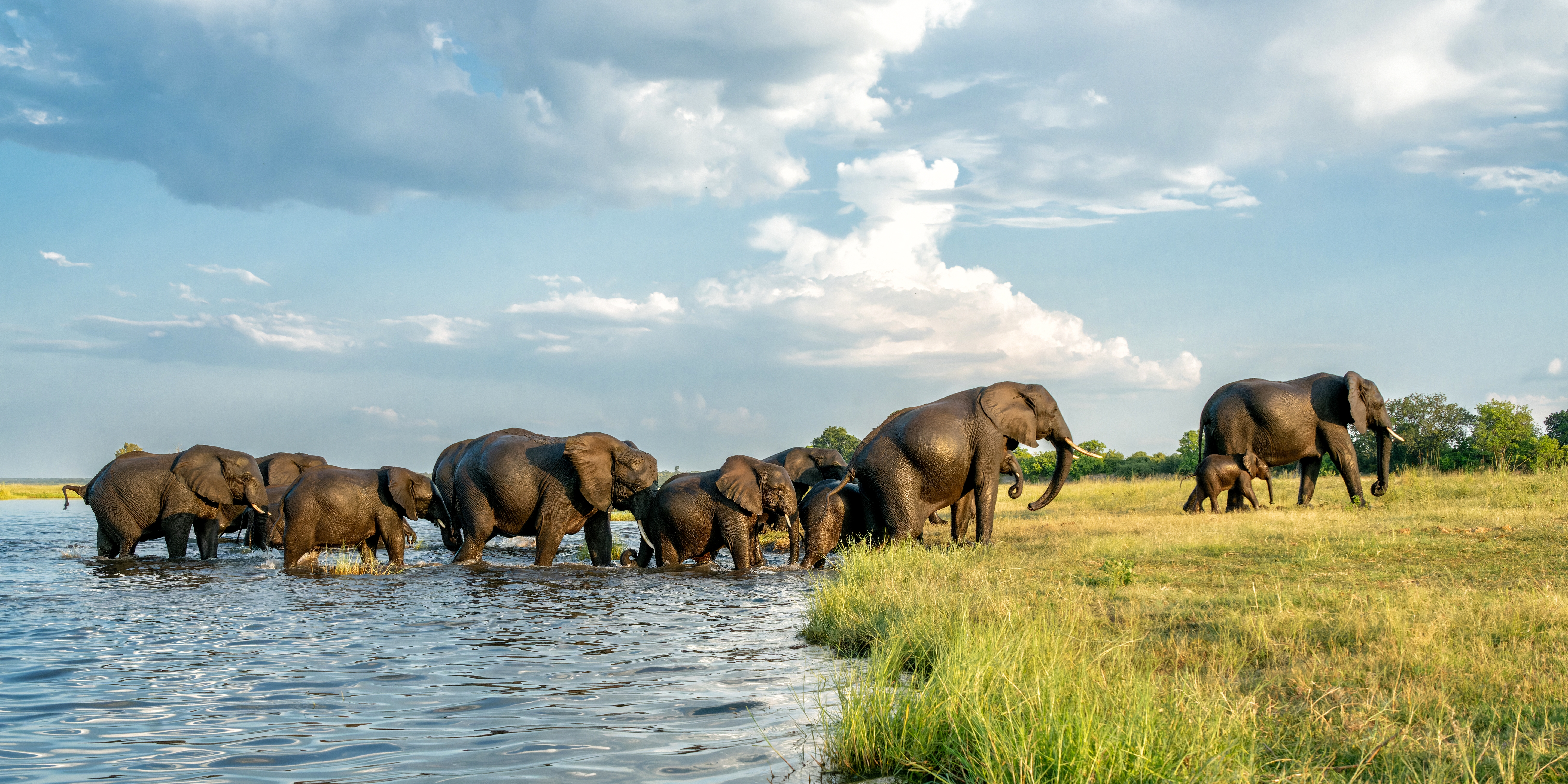 Gruppe von Elefanten, die im Wasser stehen und trinken, umgeben von Graslandschaft.