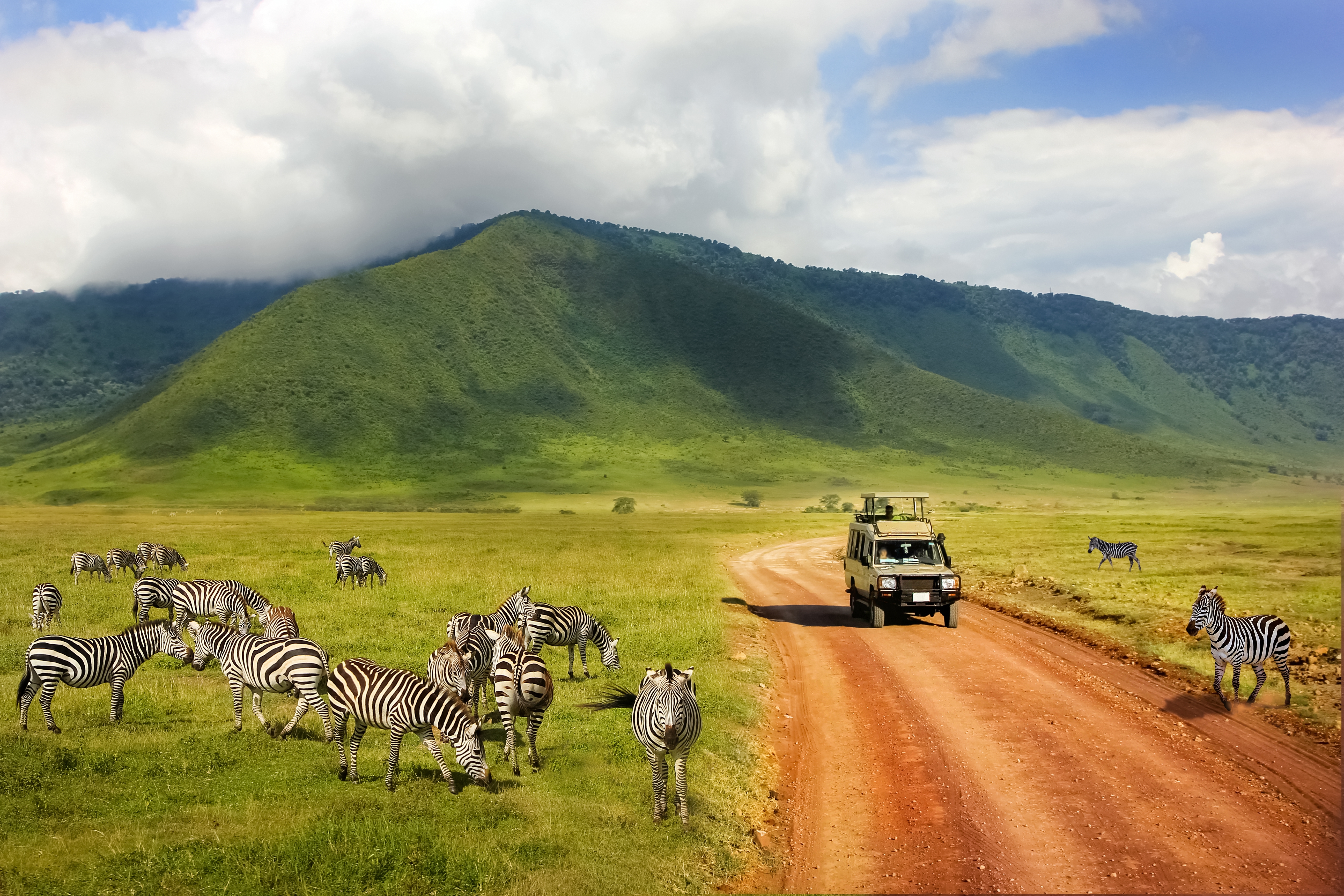 Zebras stehen auf einer grünen Wiese neben einer Straße in einer Landschaft mit Hügeln im Hintergrund.