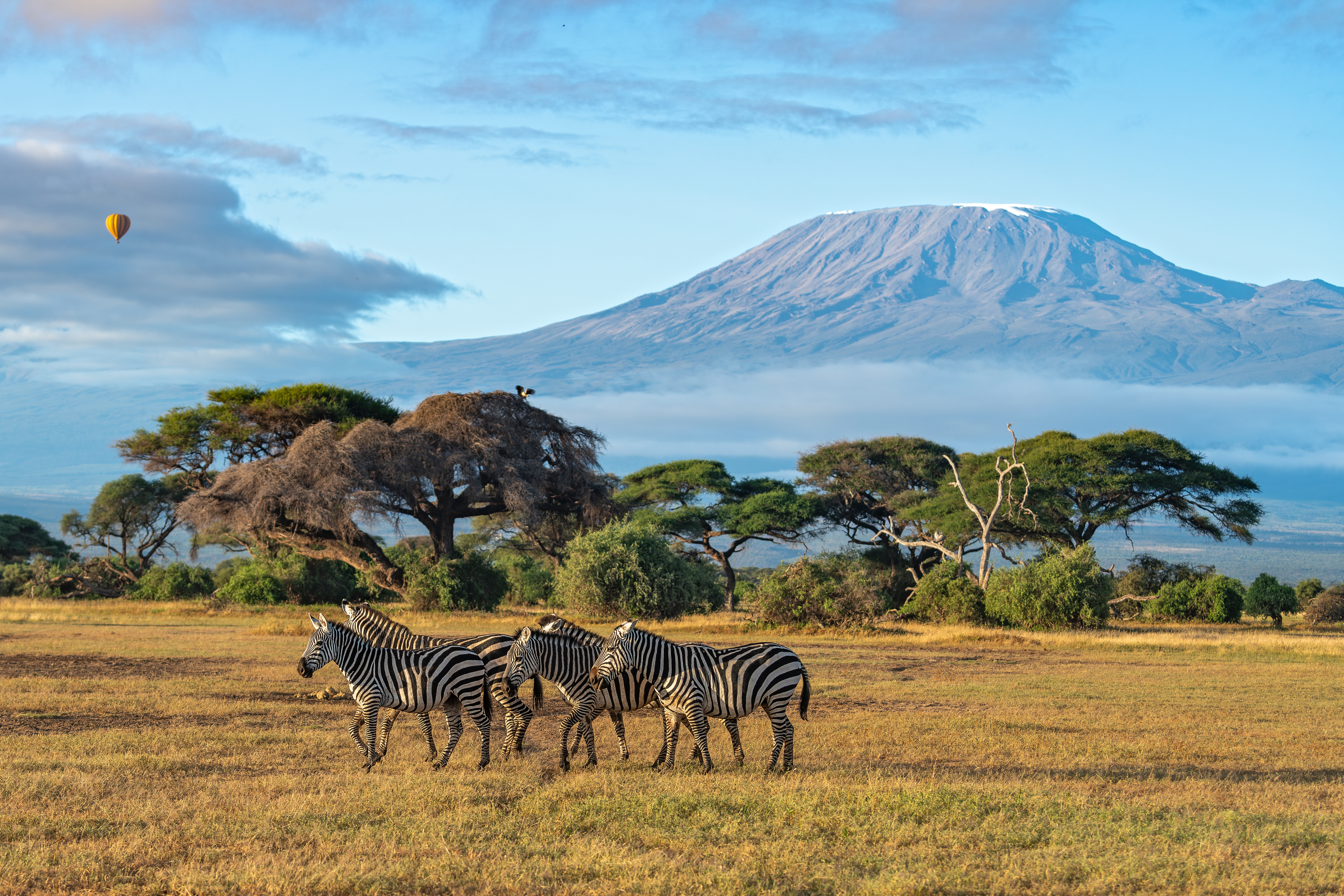 Vier Zebras in einer offenen Landschaft mit dem Kilimandscharo im Hintergrund und einem Heißluftballon am Himmel.