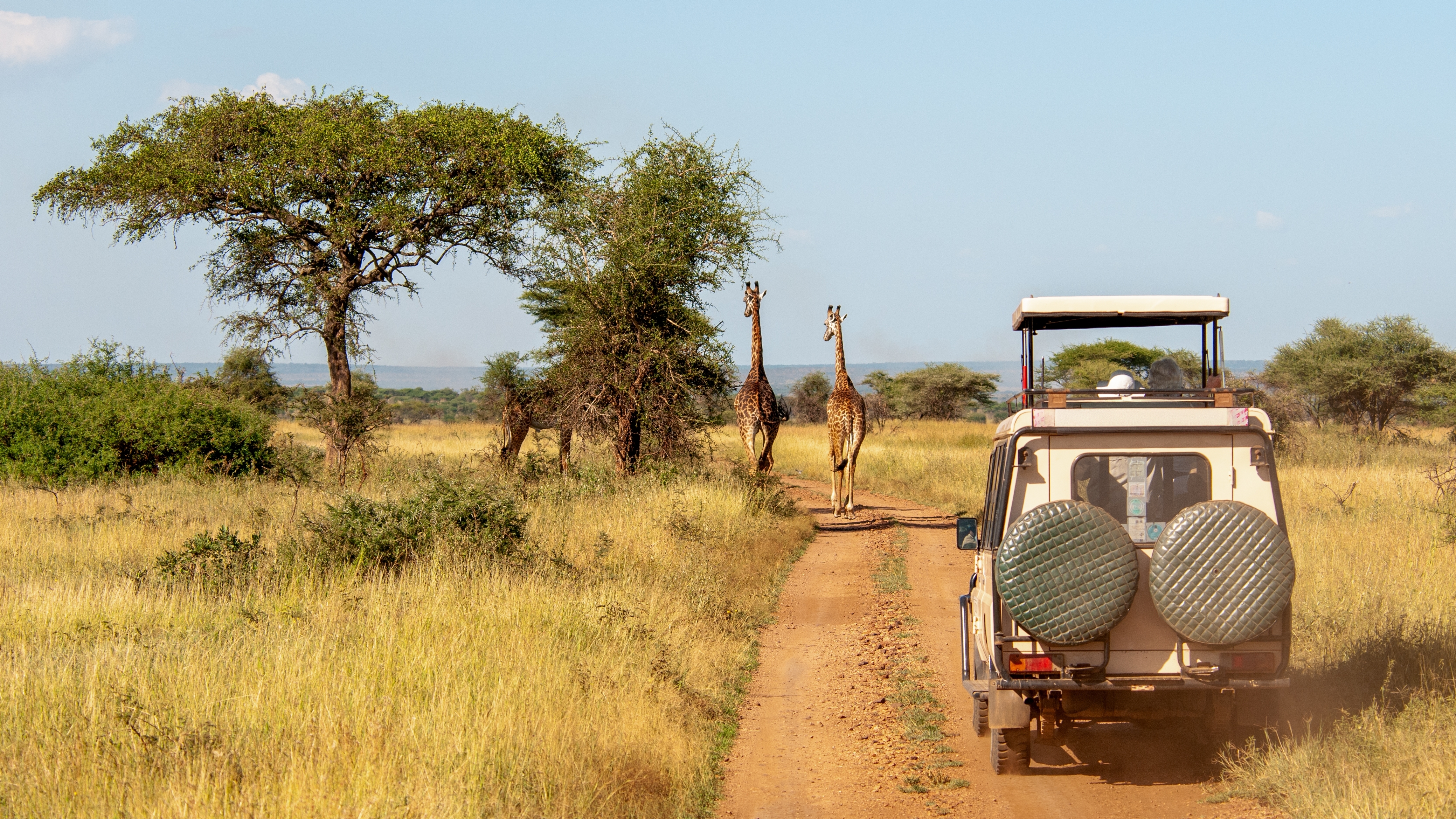 Ein Geländewagen fährt auf einer Straße in der Savanne, während Giraffen im Hintergrund stehen.