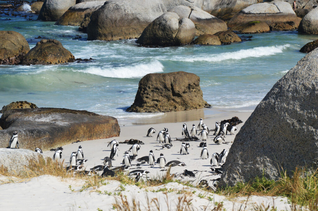 Pinguine versammeln sich an einem Strand mit Felsen und sanften Wellen im Hintergrund.