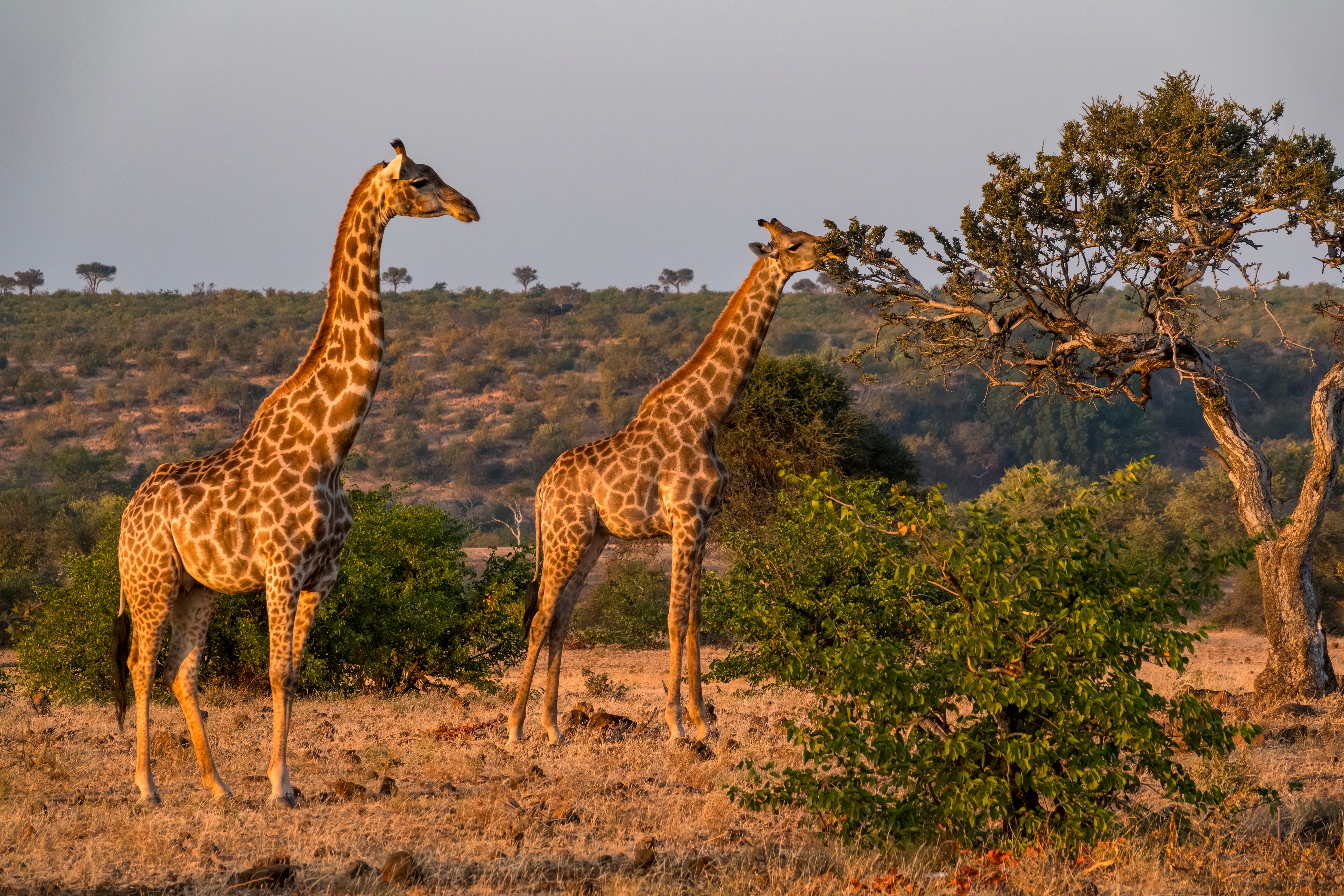 Zwei Giraffen stehen in einer offenen Landschaft und fressen von einem Baum.