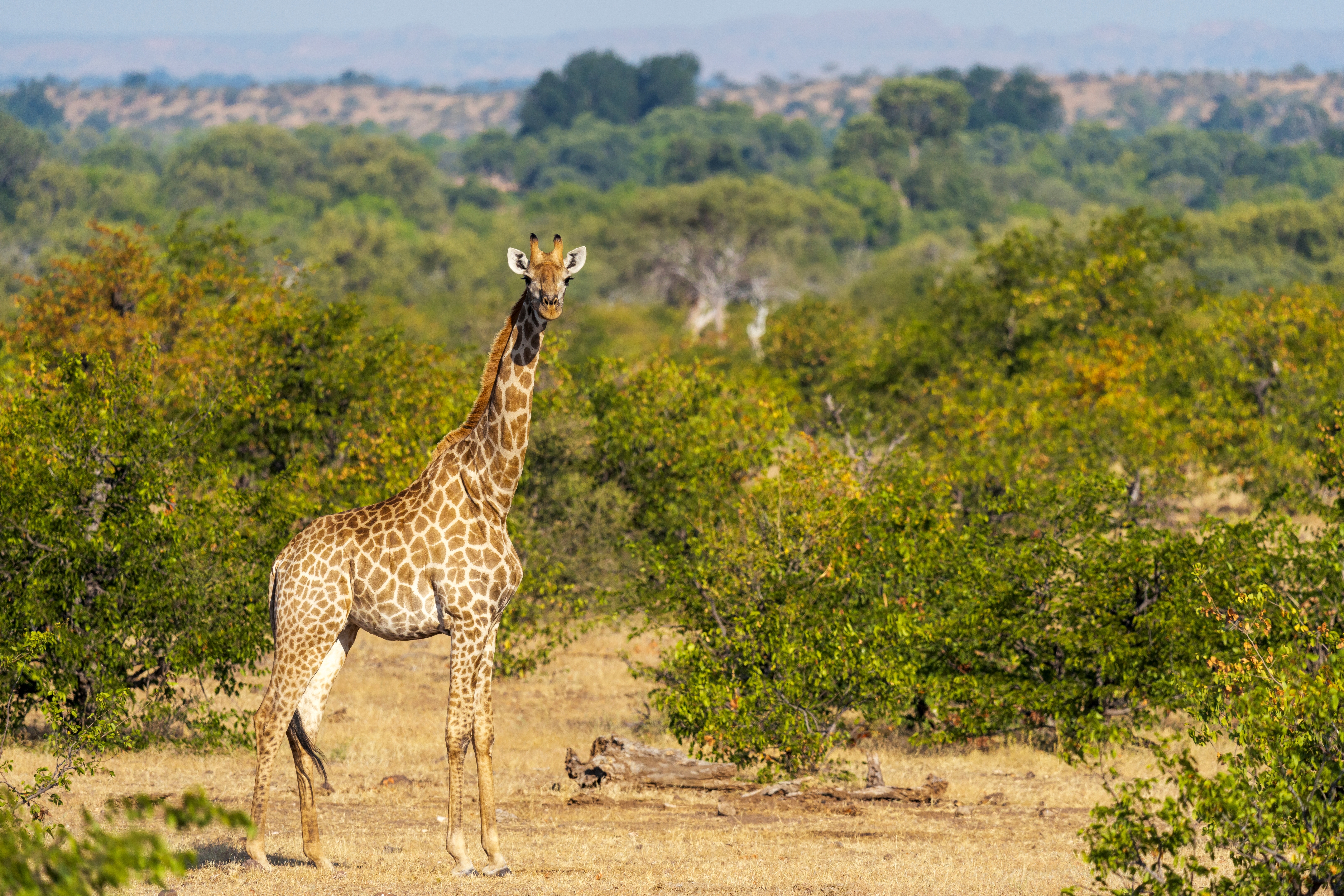 Eine Giraffe steht in einer grünen Landschaft mit Bäumen und Sträuchern.